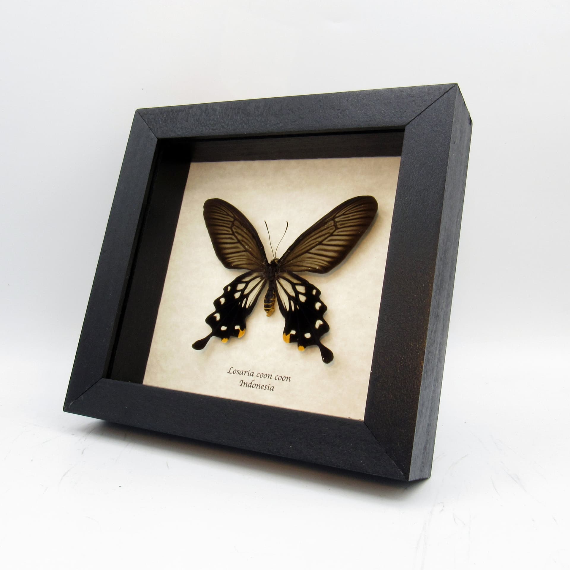 Real framed taxidermy Clubtail butterfly - Losaria coon coon - female