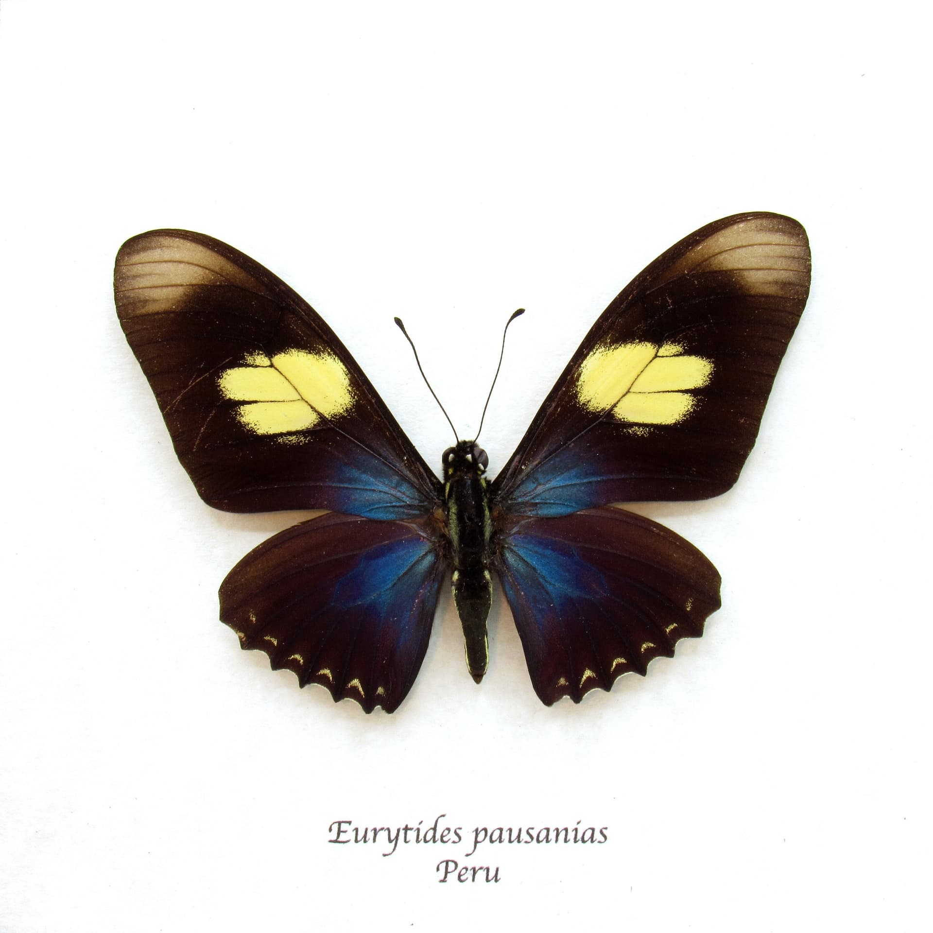 Real iridescent blue butterfly framed taxidermy - Eurytides pausanias