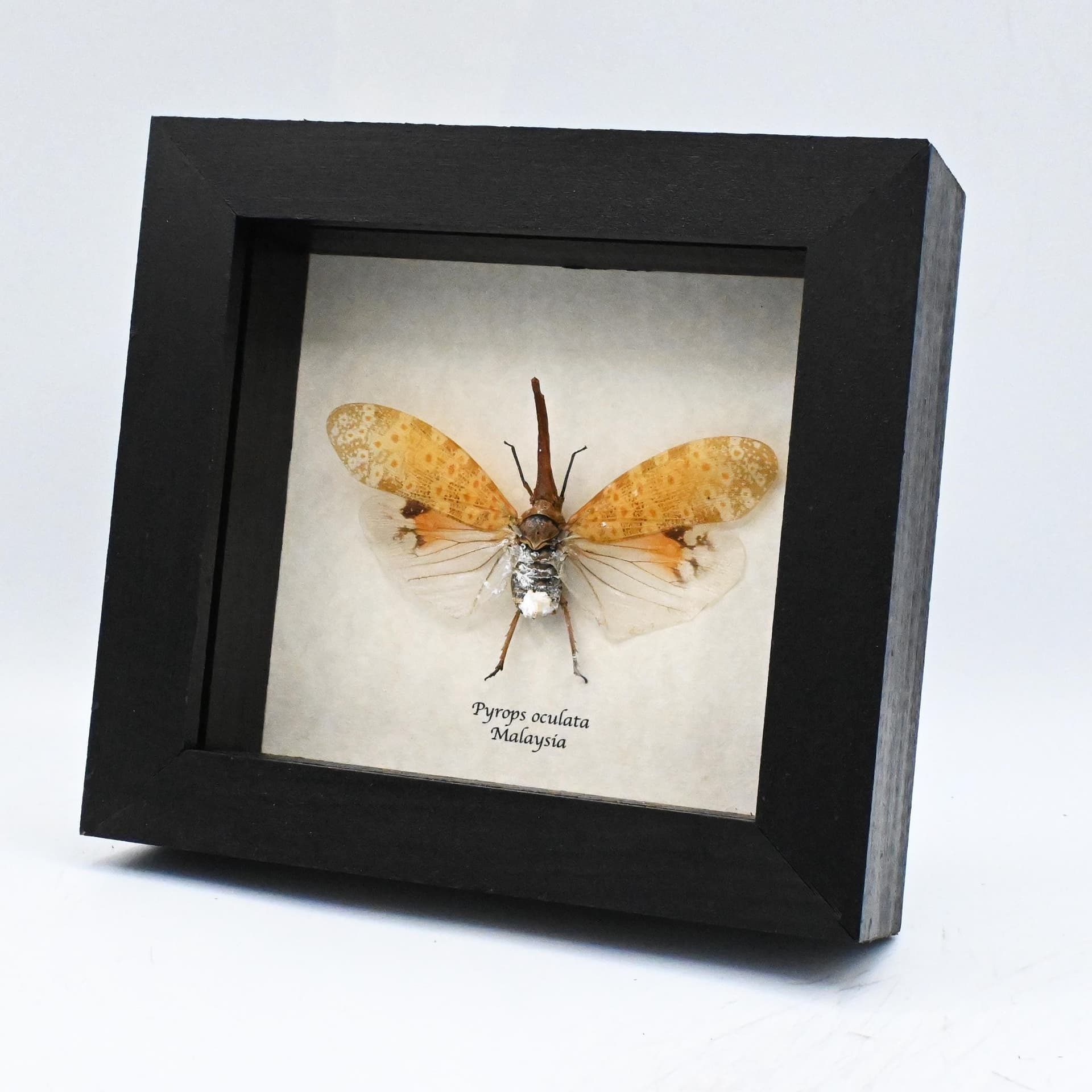 Real large White Lanternfly framed taxidermy - Pyrops oculata