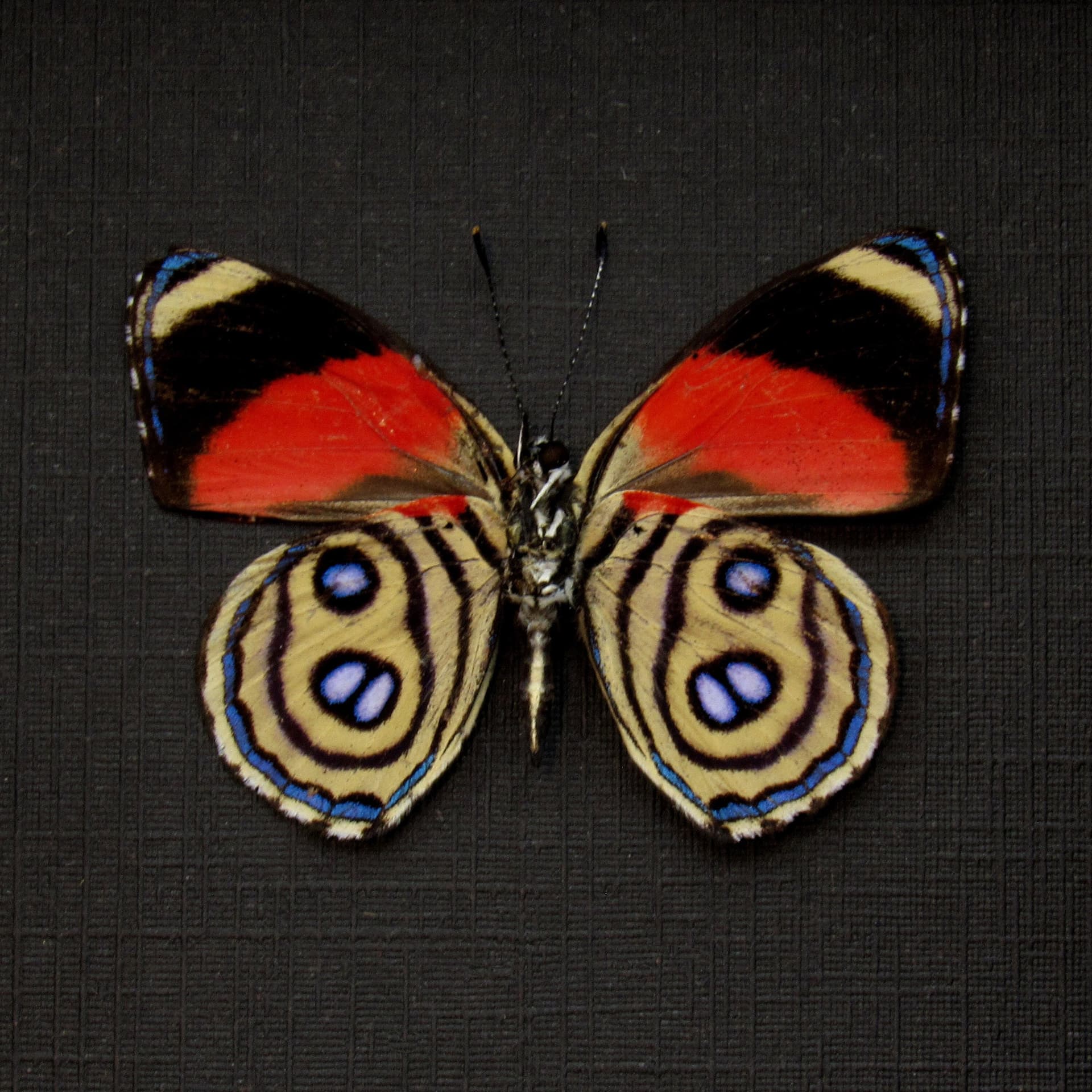 Real red butterfly framed taxidermy - Callicore hystaspes