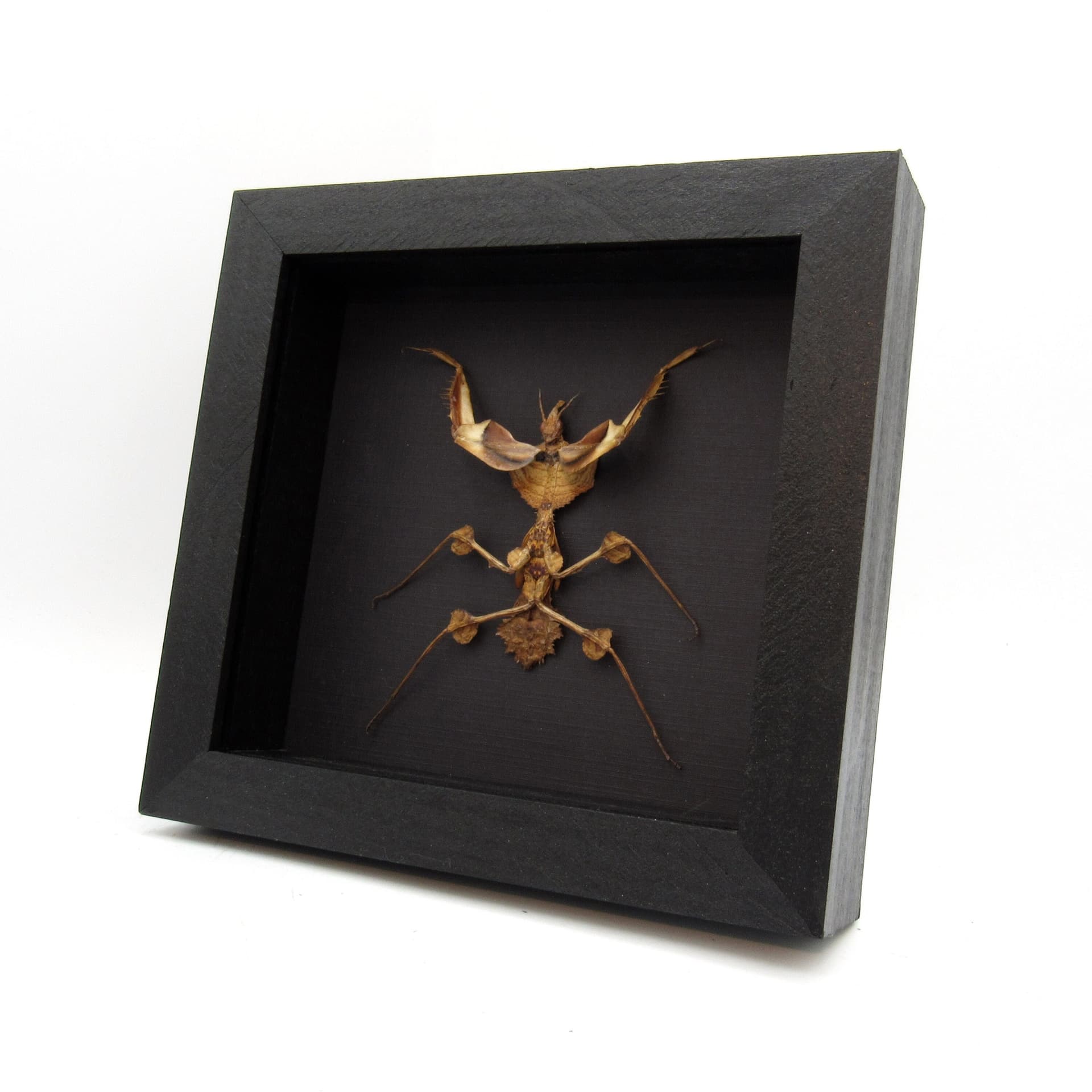Real Devils Flower Mantis framed taxidermy - Idolomantis diabolica - medium sized nymph