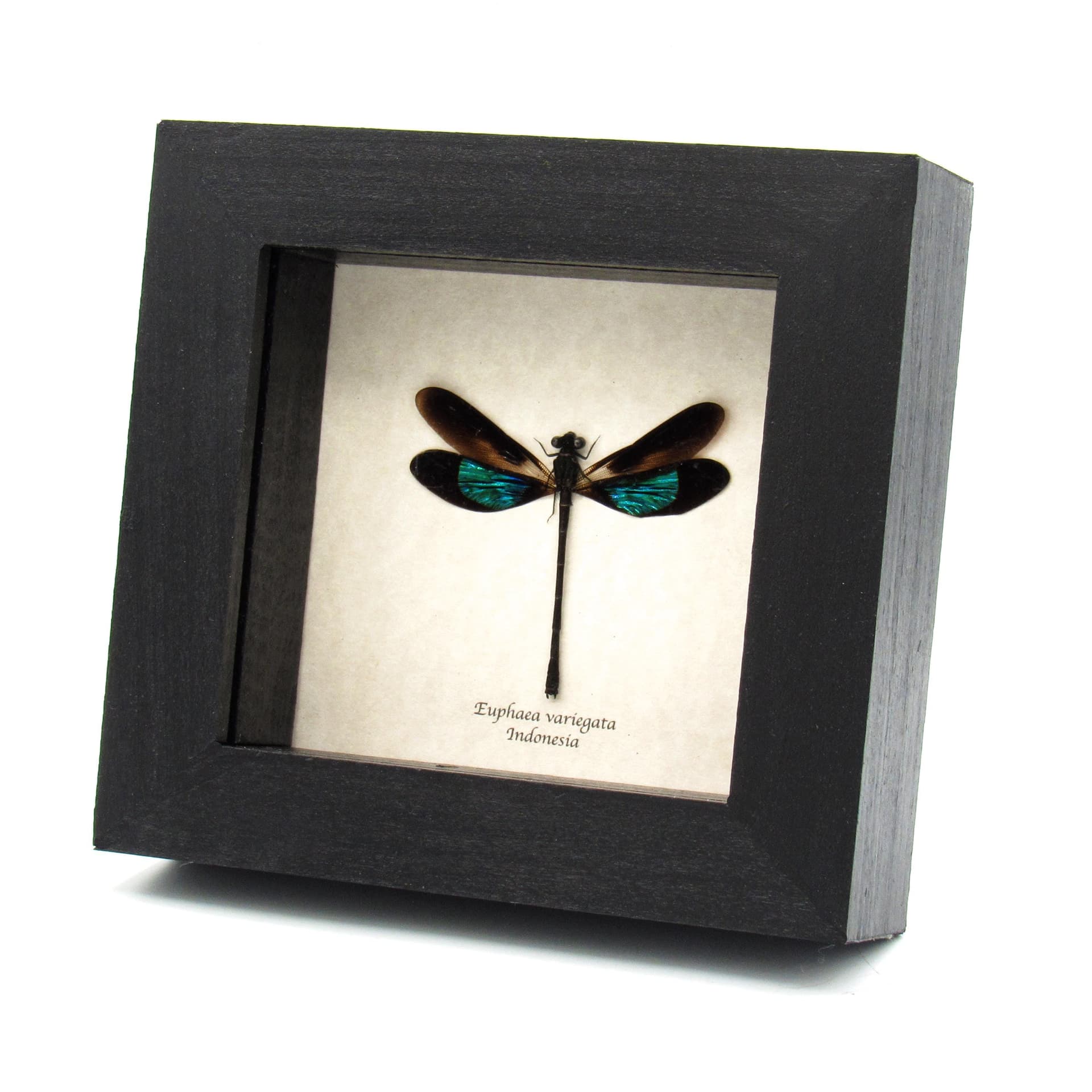 Real framed metallic dragonfly taxidermy - Euphaea variegata