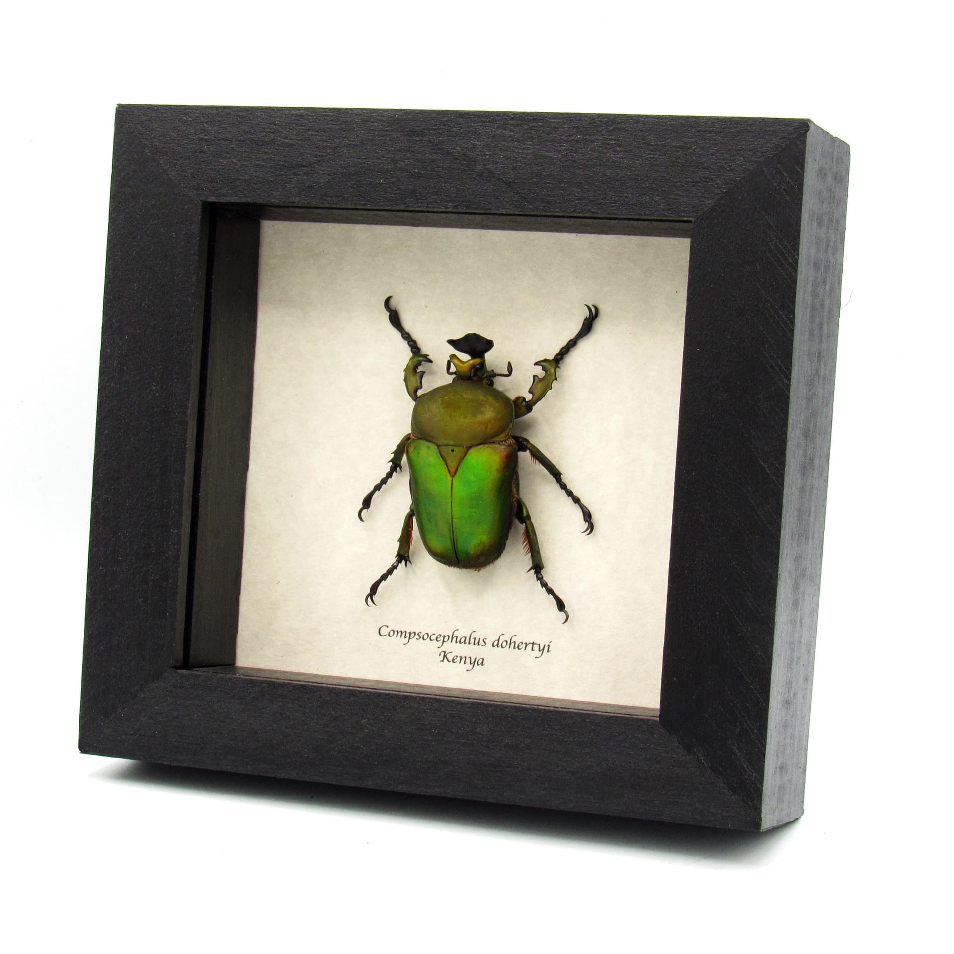 Large green African Scarab beetle framed taxidermy - Compsocephalus dohertyi
