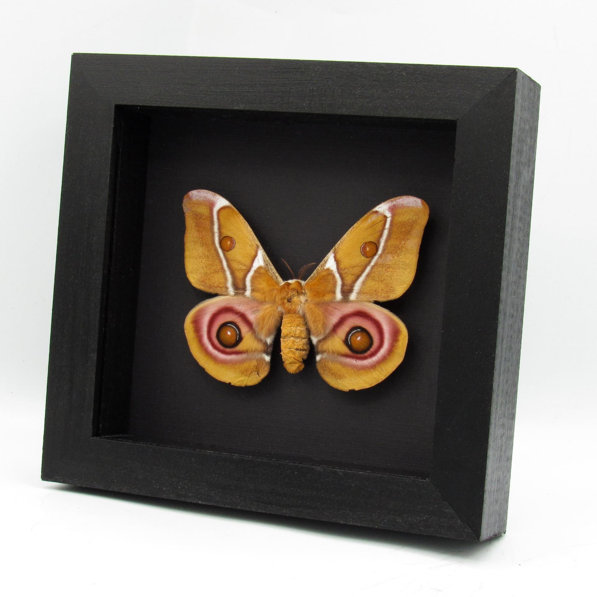Real Madagascar Bullseye moth framed taxidermy - Antherina suraka - large female