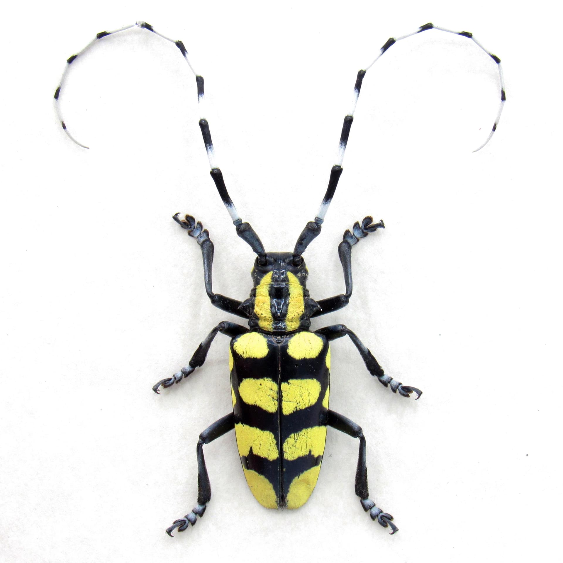 Real yellow Longhorn beetle framed taxidermy - Anoplophora horsfieldi tonkinensis