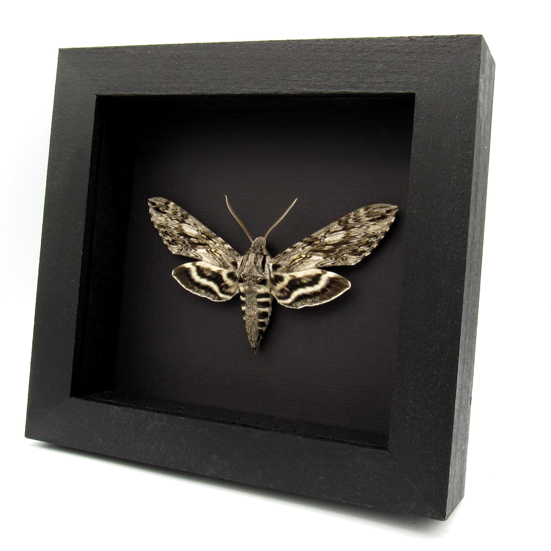 Real grey Plebeian Sphinx moth framed taxidermy - Paratrea plebeja