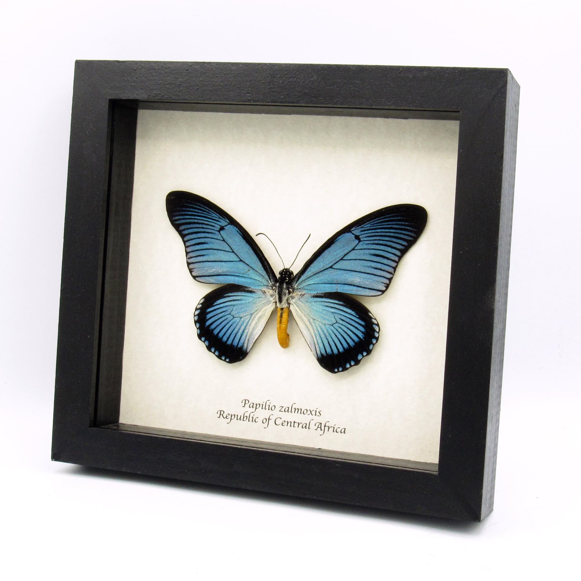 Real XL Giant Blue Swallowtail butterfly framed taxidermy - Papilio zalmoxis