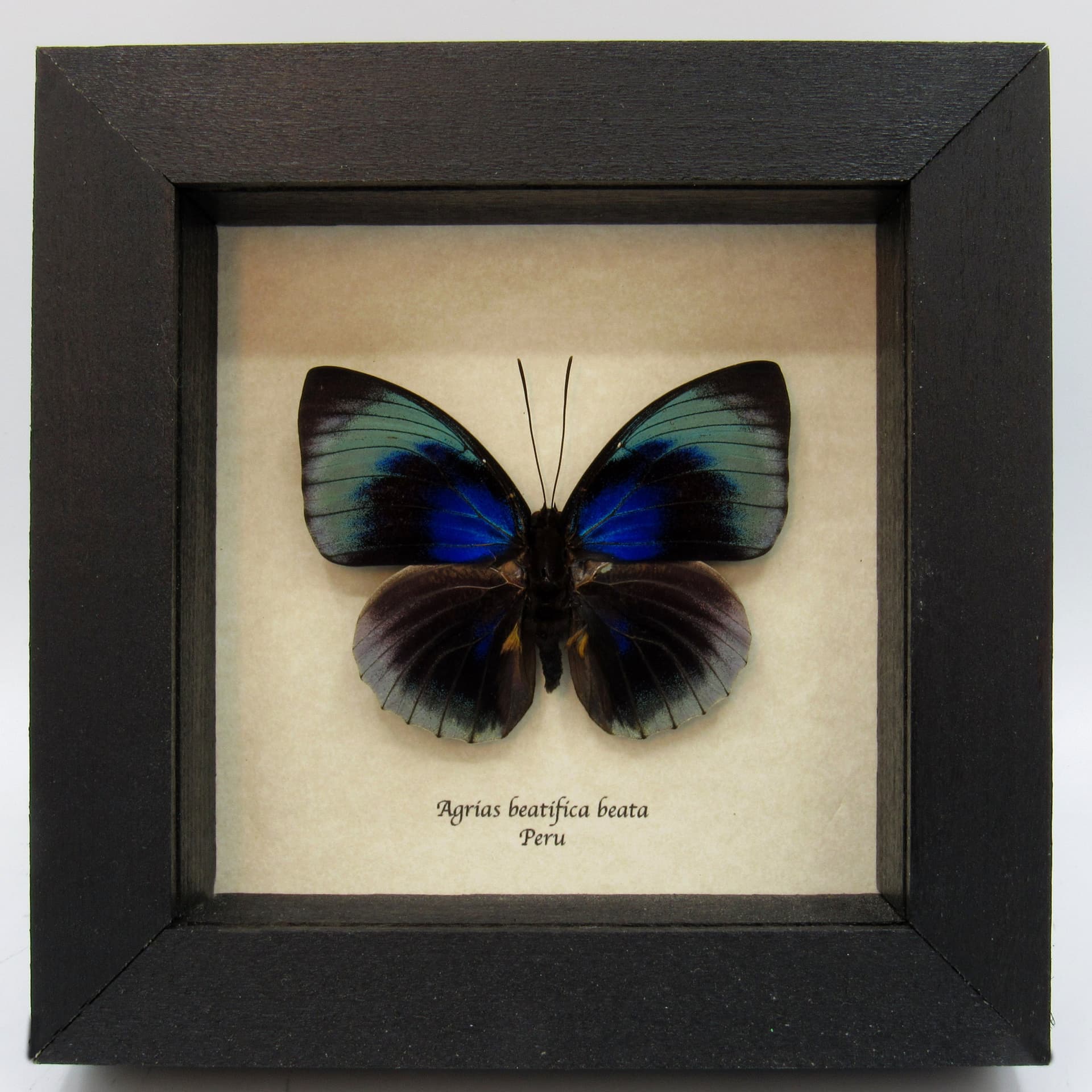 Rare metallic blue butterfly framed taxidermy - Agrias beatifica beata