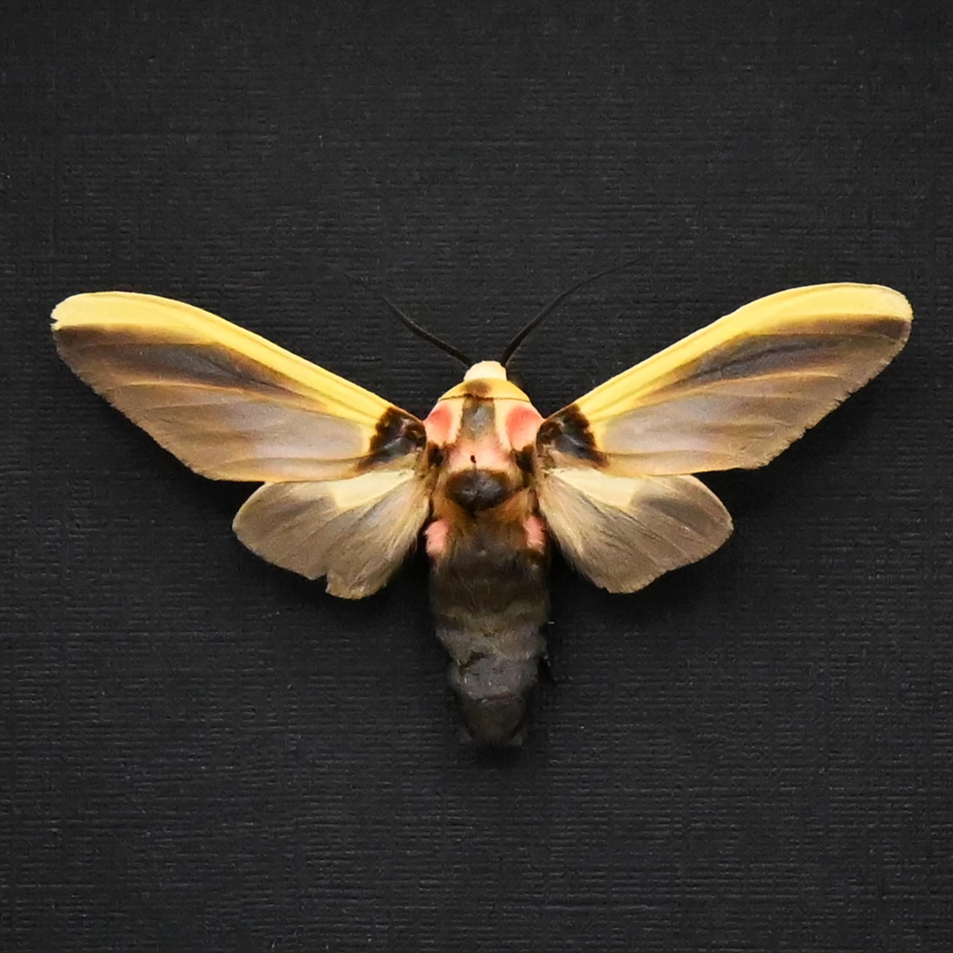 Real framed yellow Tiger Moth taxidermy - Cratoplastis diluta