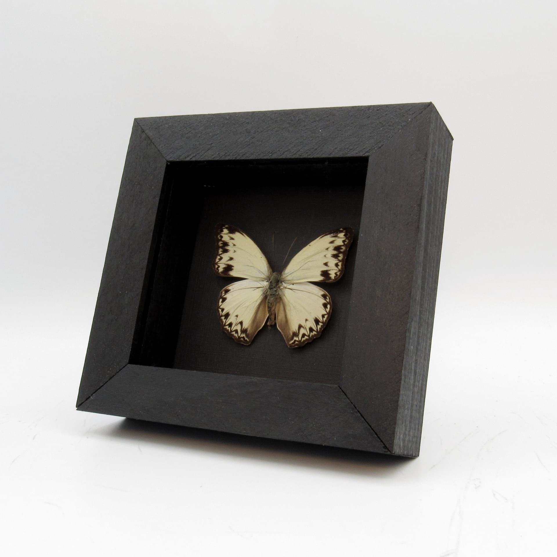 Real White Glider butterfly framed taxidermy - Cymothoe caenis
