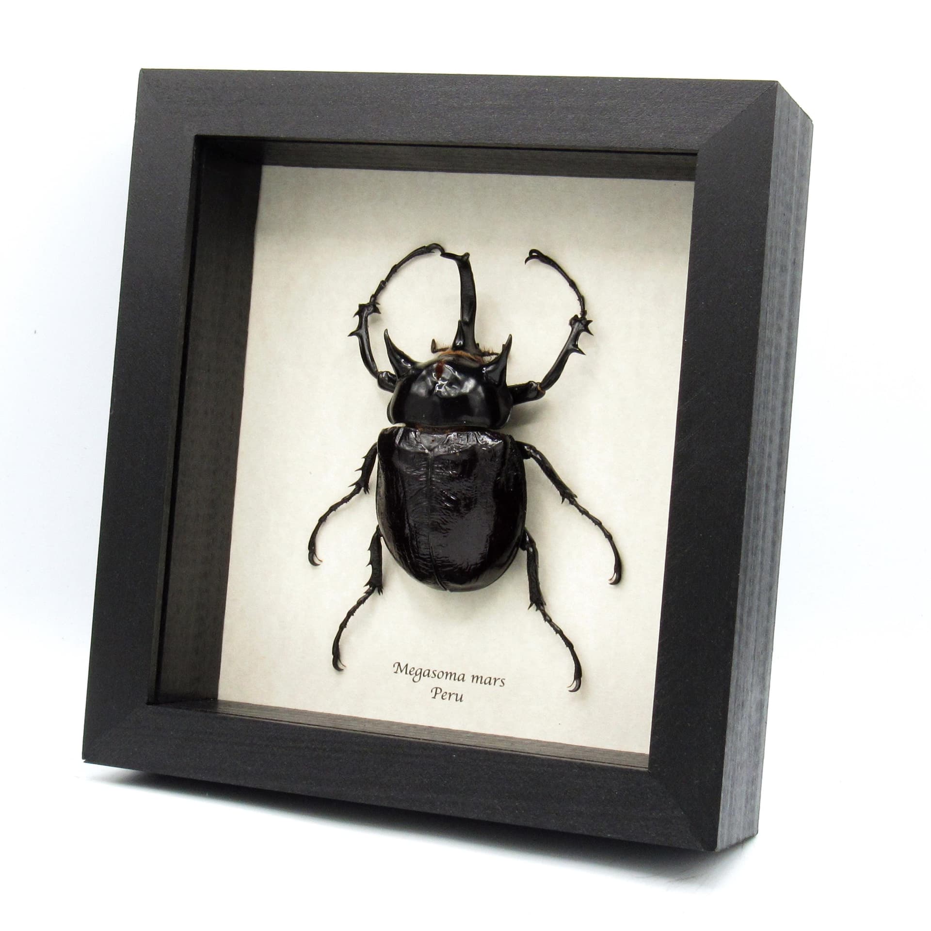 Real XXL Rhinoceros beetle framed taxidermy - Megasoma mars
