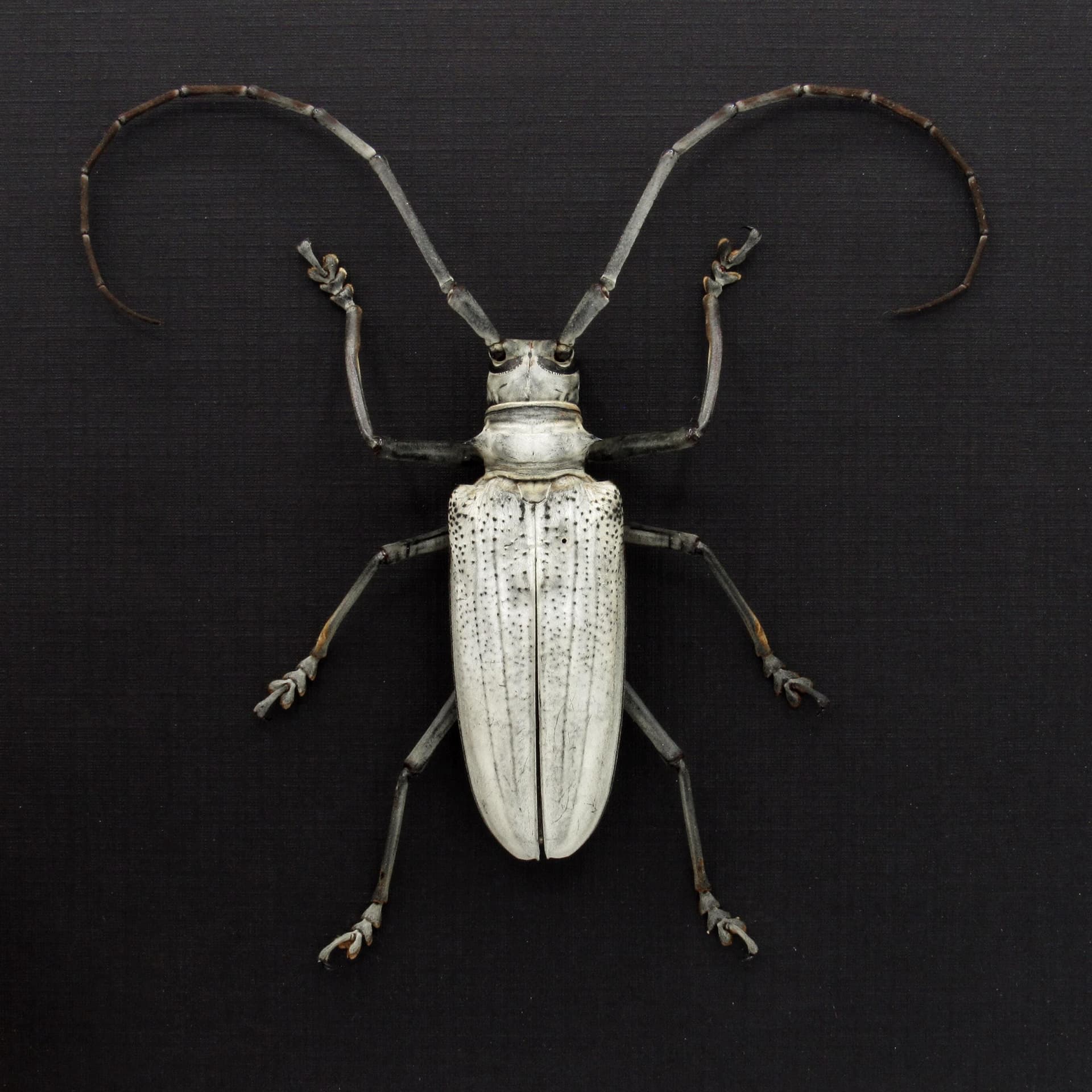 Rare giant white Longhorn beetle framed taxidermy - Rosenbergia species