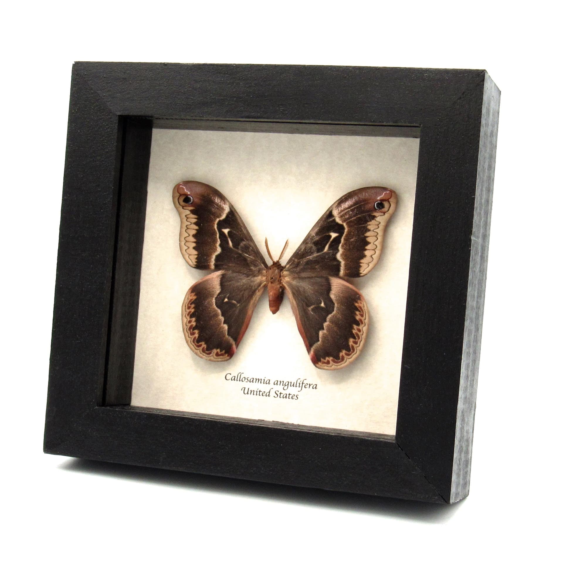 Real Tuliptree Silkmoth framed taxidermy - Callosamia angulifera