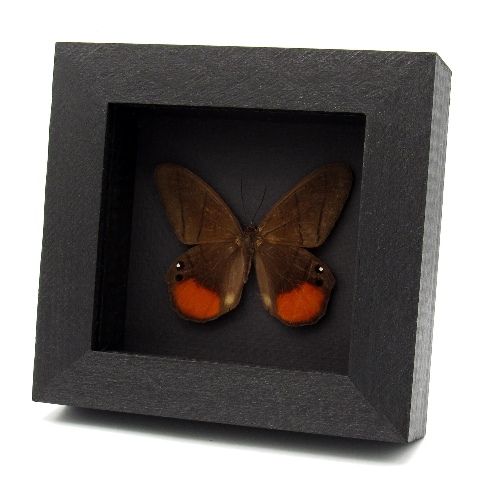 Real Orange Moon Satyr butterfly framed taxidermy - Pierella luna lesbia