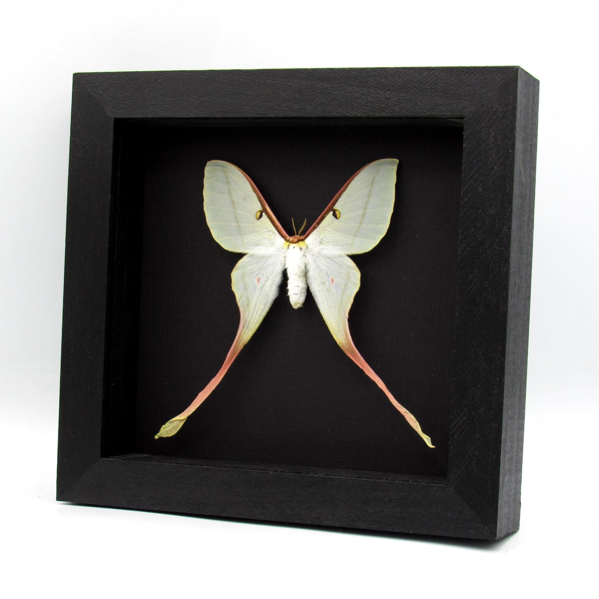 Rare Chinese Moon Moth framed taxidermy - Actias dubernardi - female