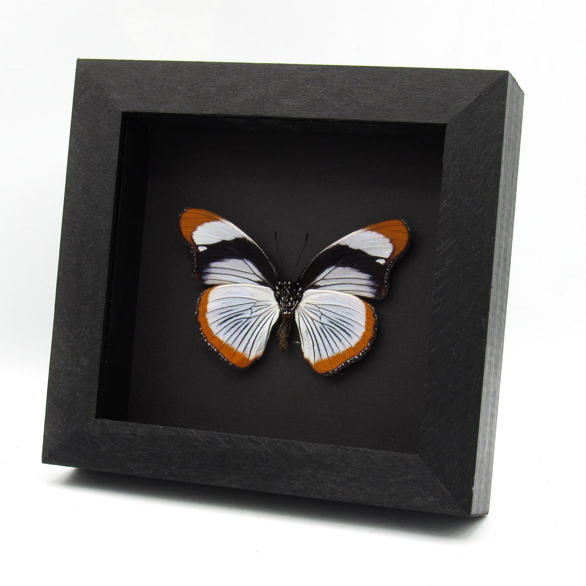 Rare Red Spot Diadem butterfly framed taxidermy - Hypolimnas usambara