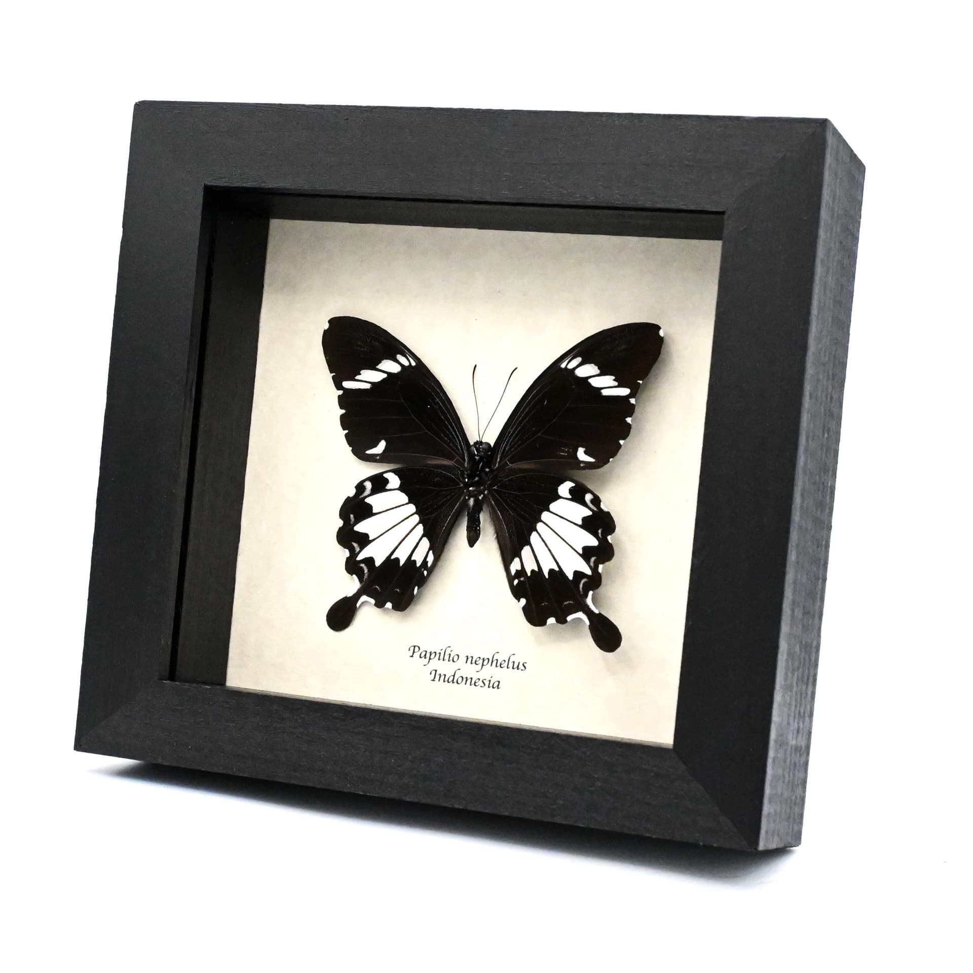 Real black Swallowtail butterfly framed taxidermy - Papilio nephelus
