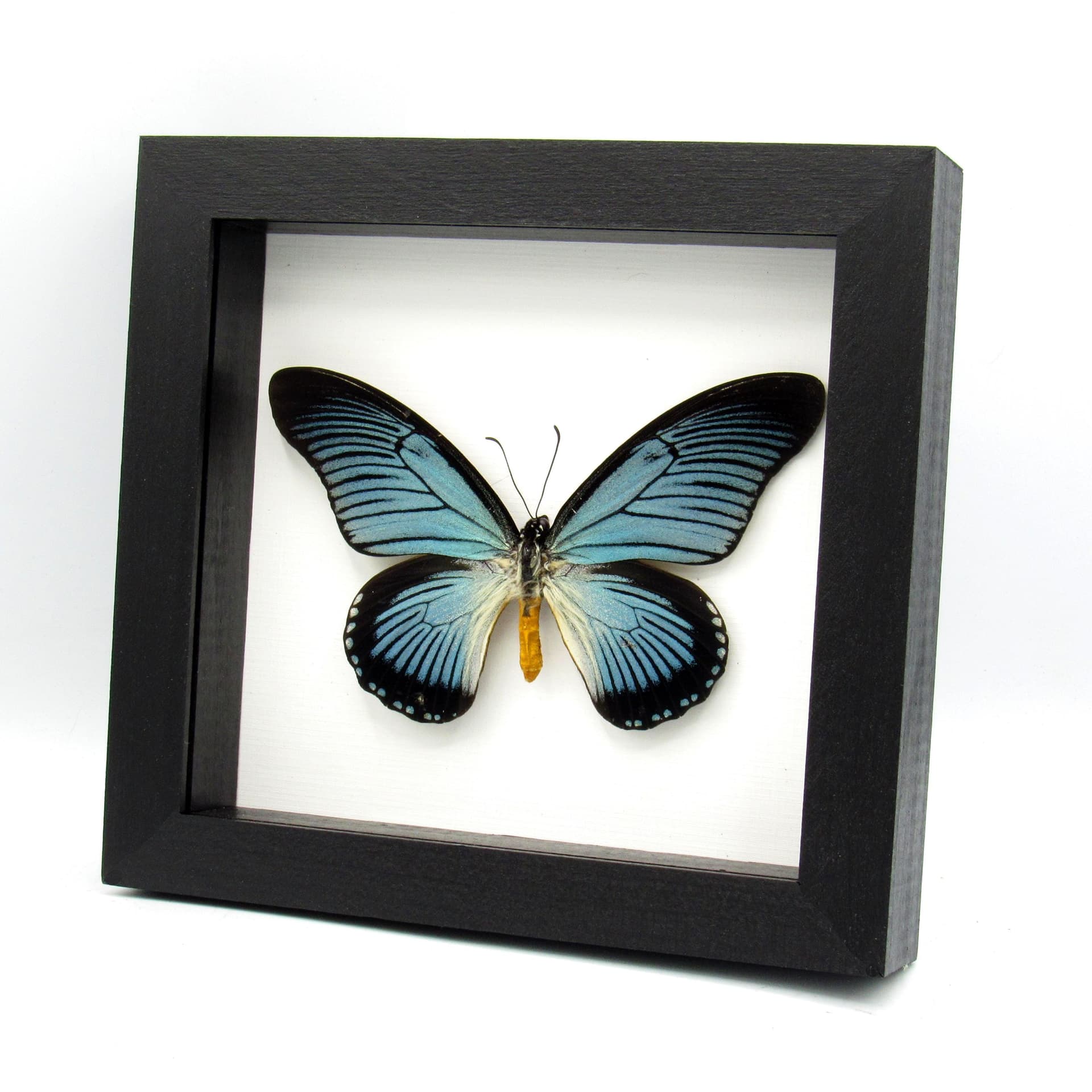 Real Giant Blue Swallowtail butterfly framed taxidermy - Papilio zalmoxis