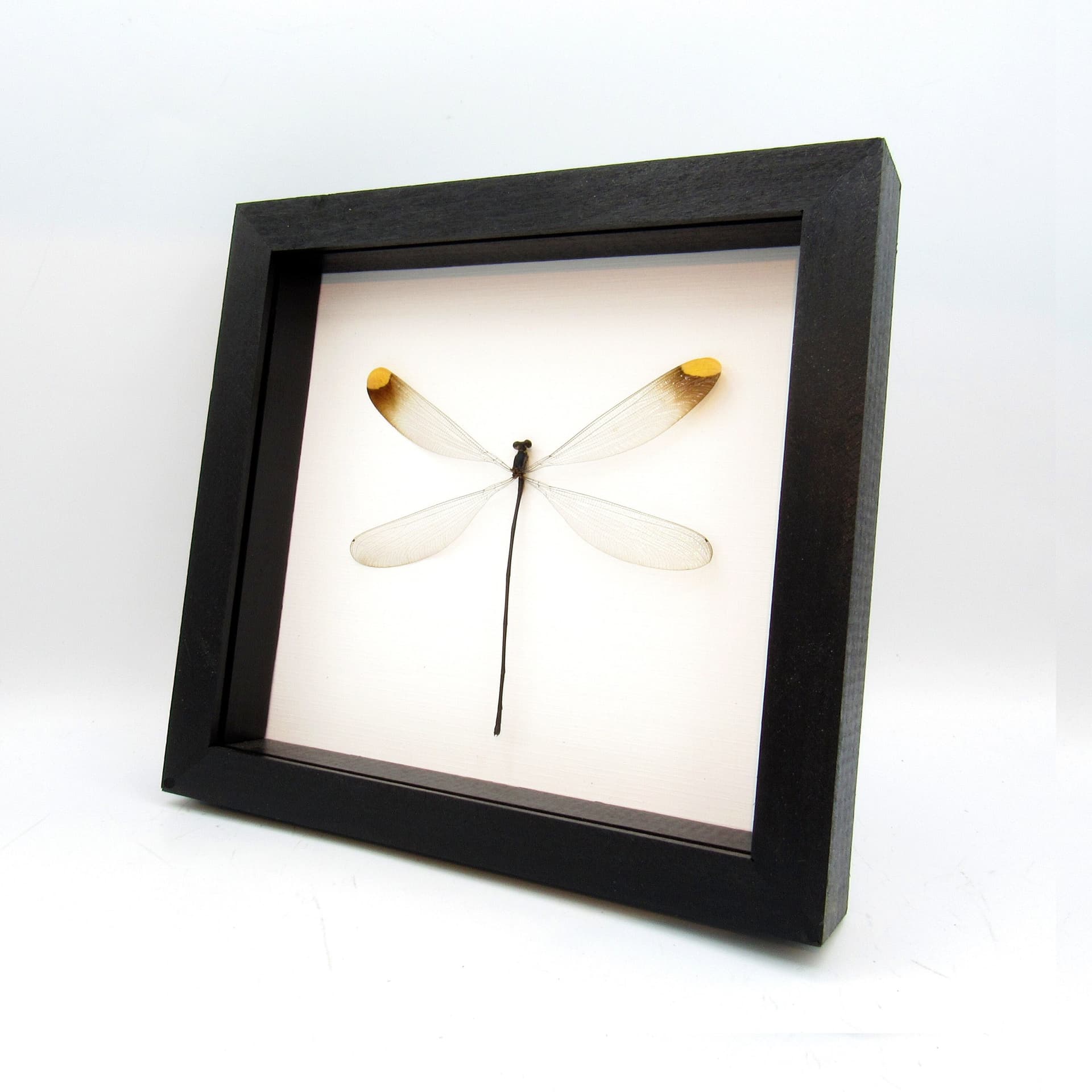Real Giant Dragonfly framed taxidermy - Microstigma rotundatum