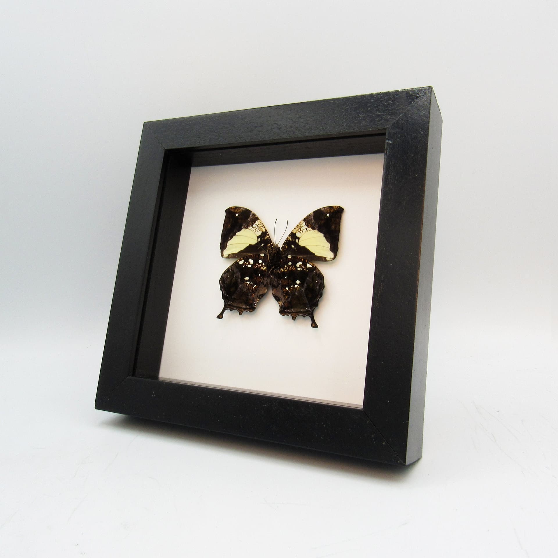 Real metallic butterfly framed taxidermy - Hypna clytemnestra