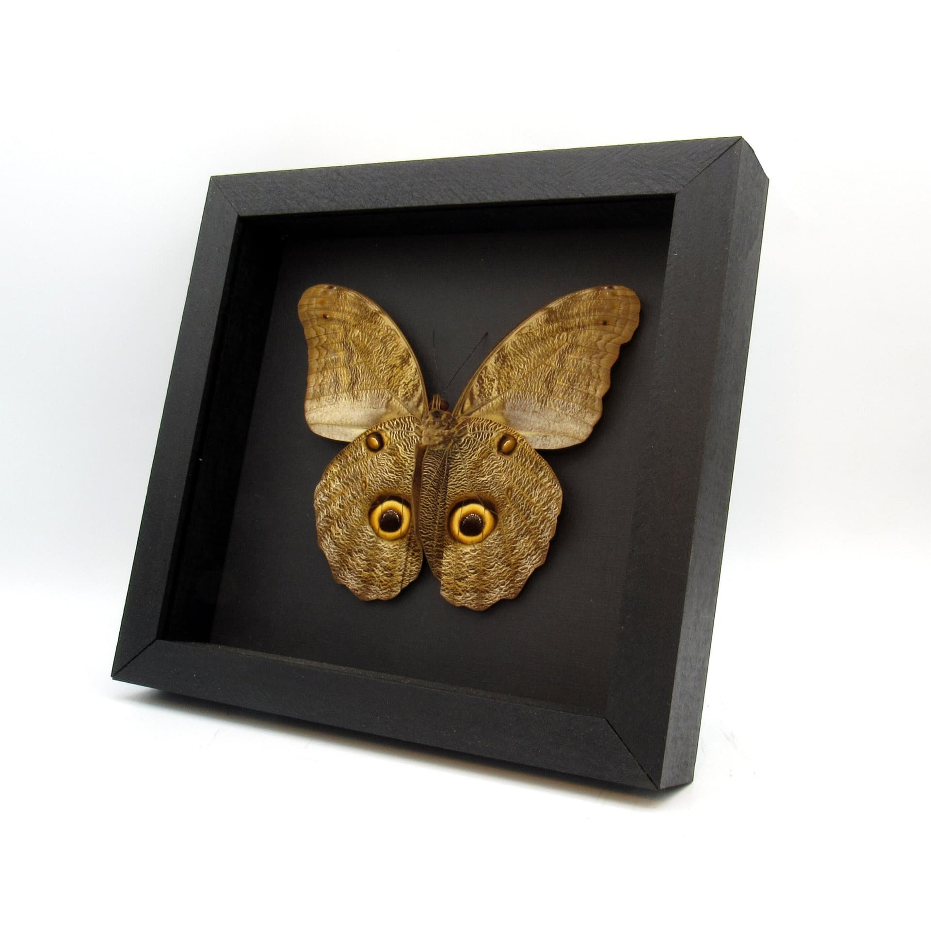 Real Giant Owl Butterfly framed taxidermy - Caligo eurilochus livius