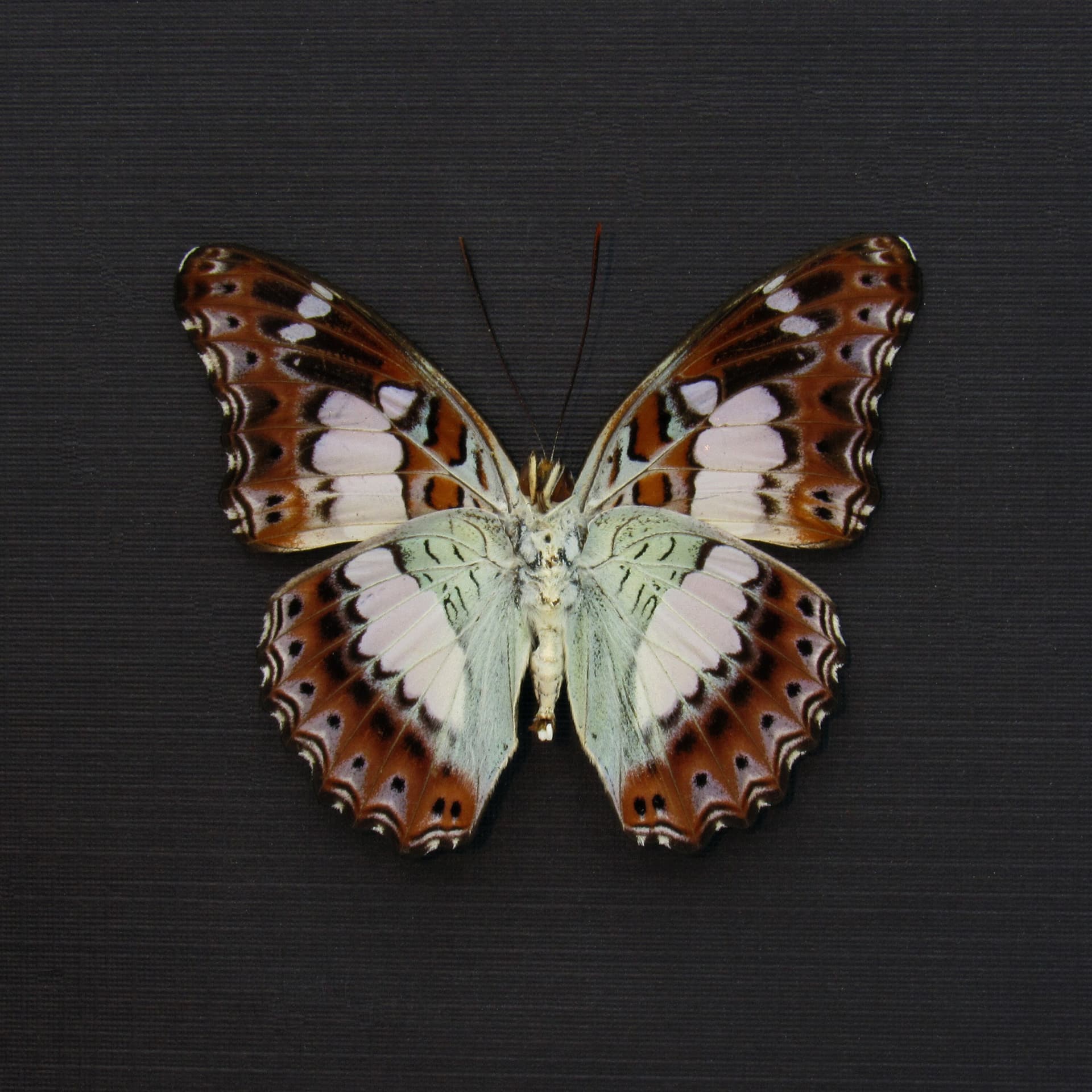 Real lavender butterfly framed taxidermy - Moduza procris