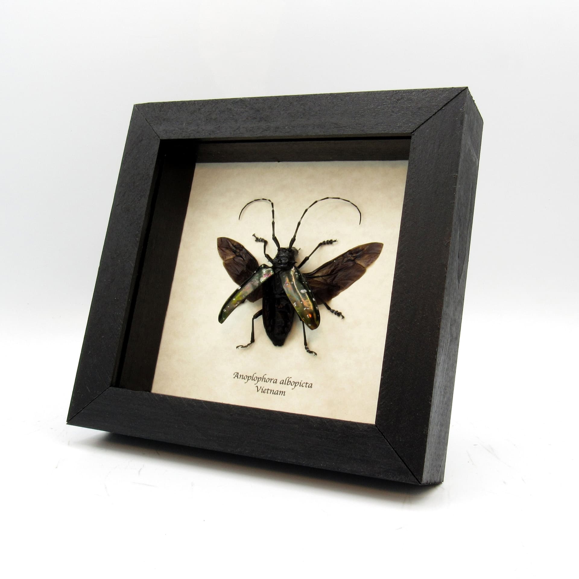 Real large black Longhorn beetle framed - Anoplophora albopicta