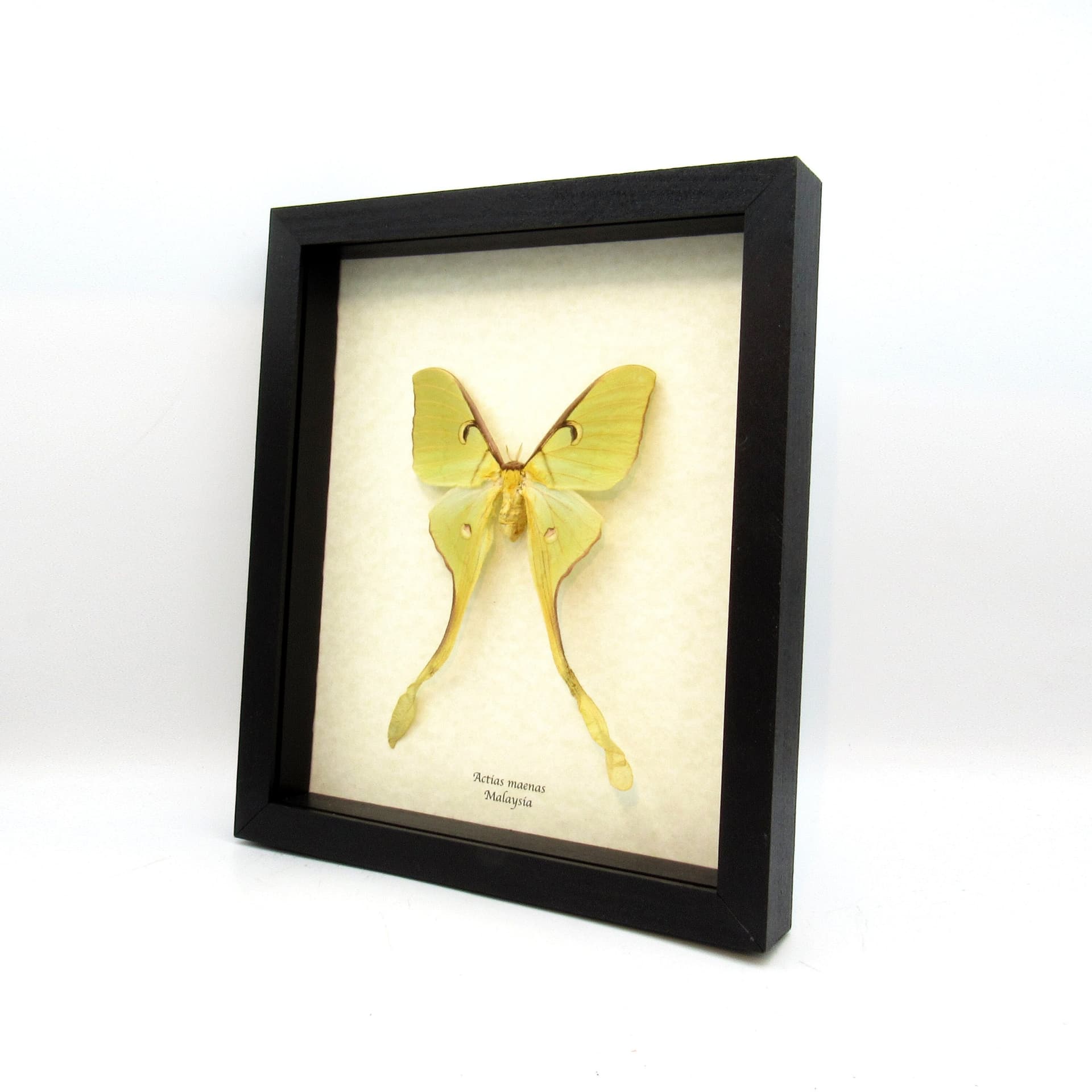 Real Giant Malaysian Moon moth framed taxidermy - Actias maenas - female