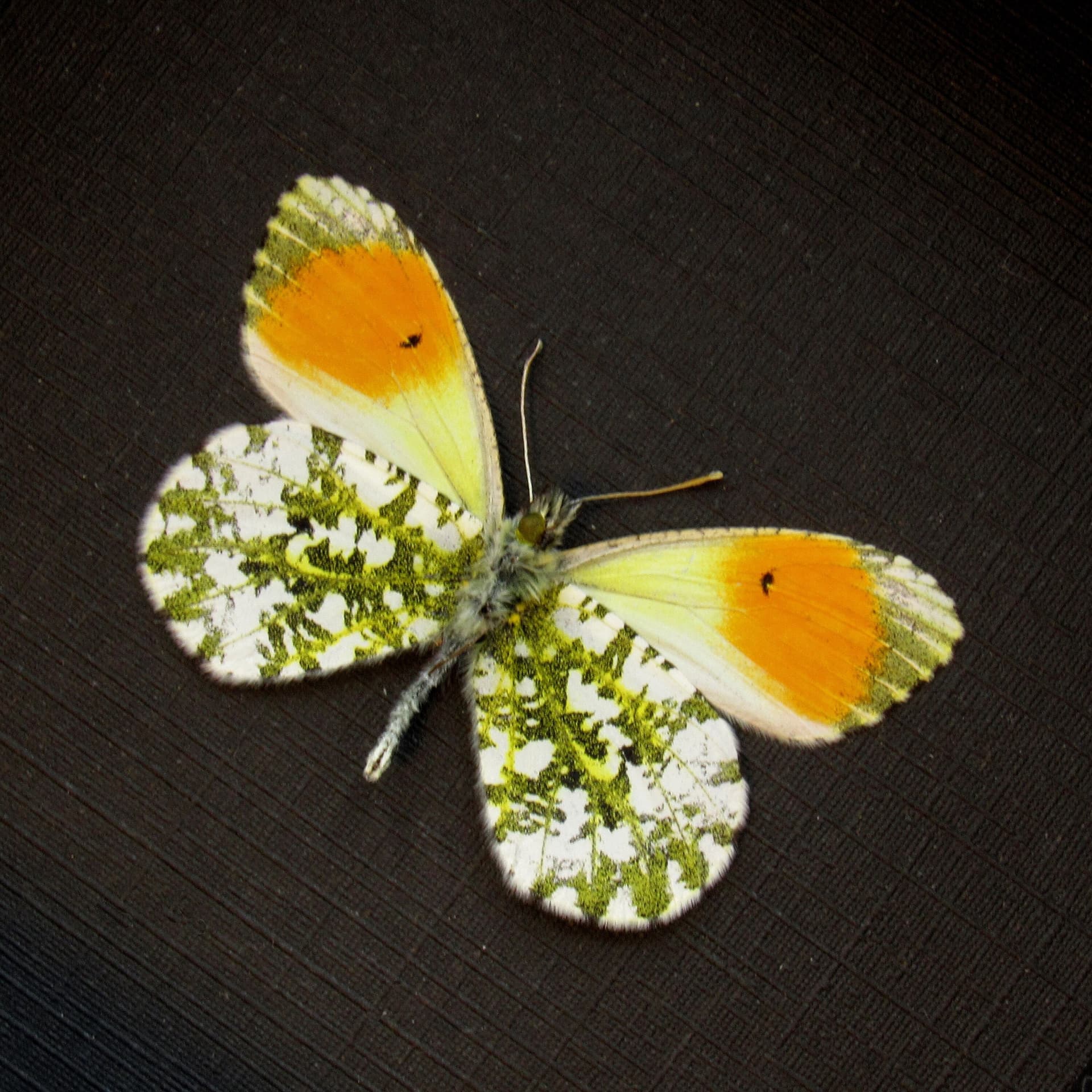 Real tiny Orange-tip butterfly framed taxidermy - Anthocharis cardamines