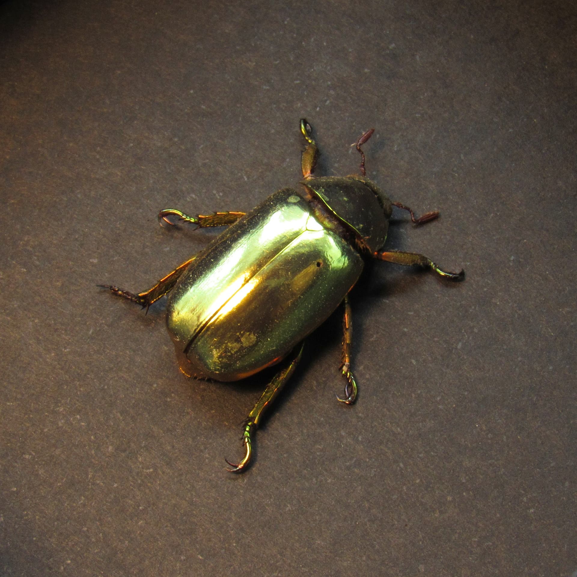 Real gold metallic jewel beetle - Chrysina resplendens