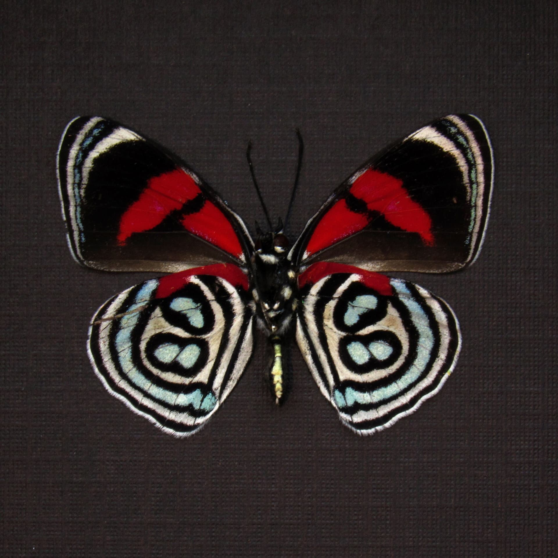 Real Kolyma 88 butterfly framed taxidermy - Callicore kolyma