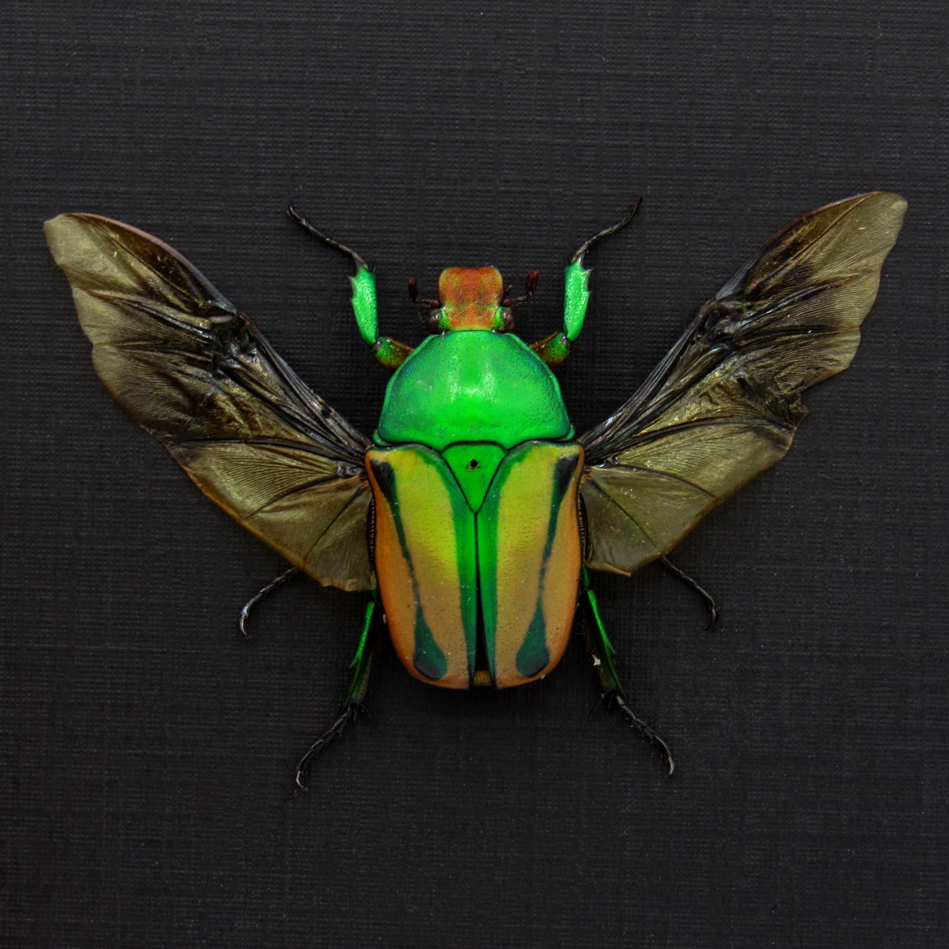 Real green Scarab beetle framed taxidermy - Coelorrhina hornimani - female