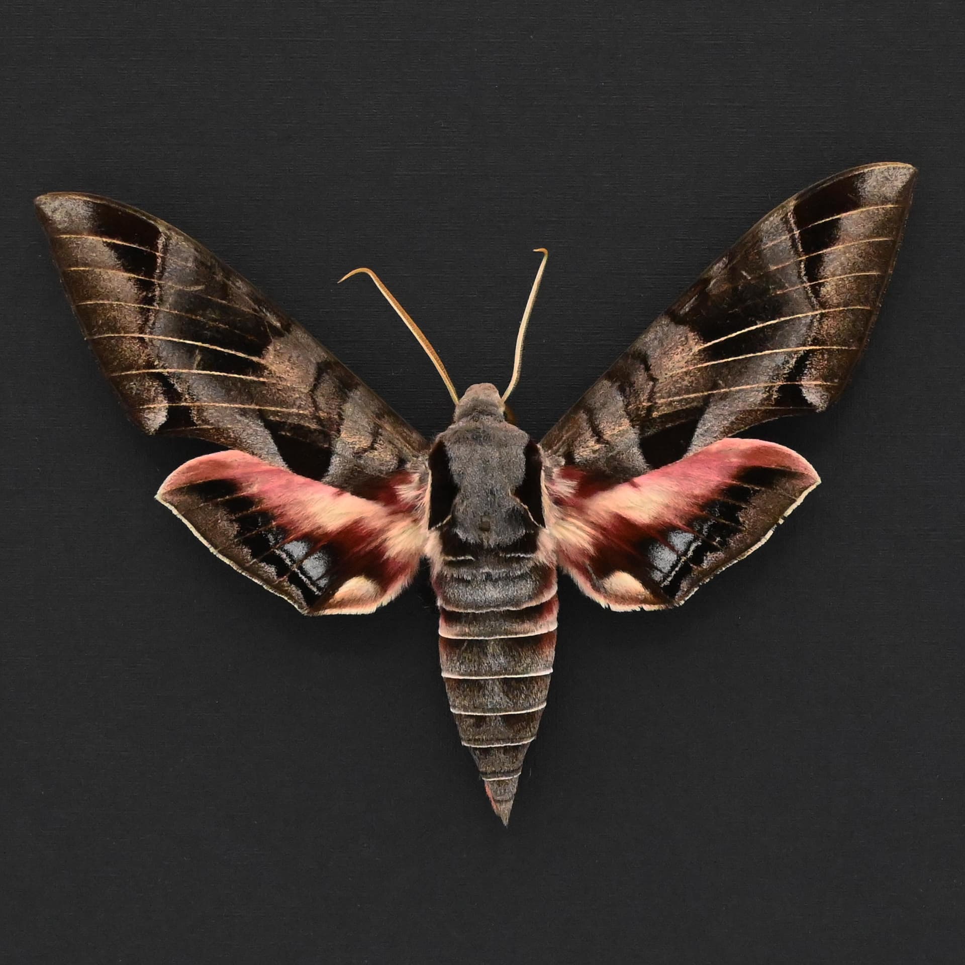 Giant Typhon sphinx moth framed taxidermy - Eumorpha typhon - large female