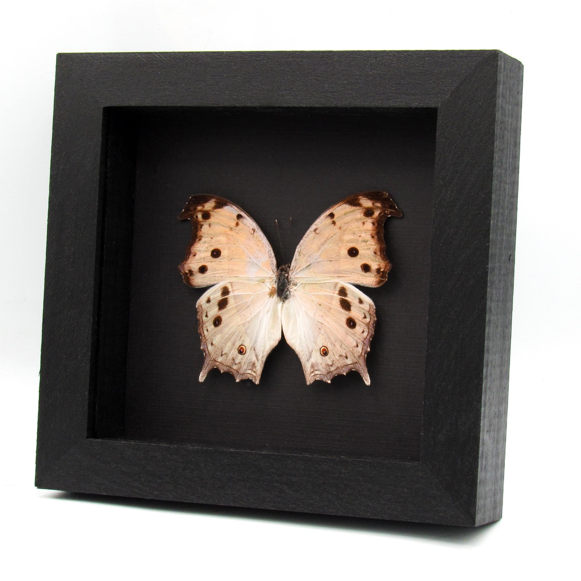 Mother of Pearl framed taxidermy butterfly - Salamis parhassus