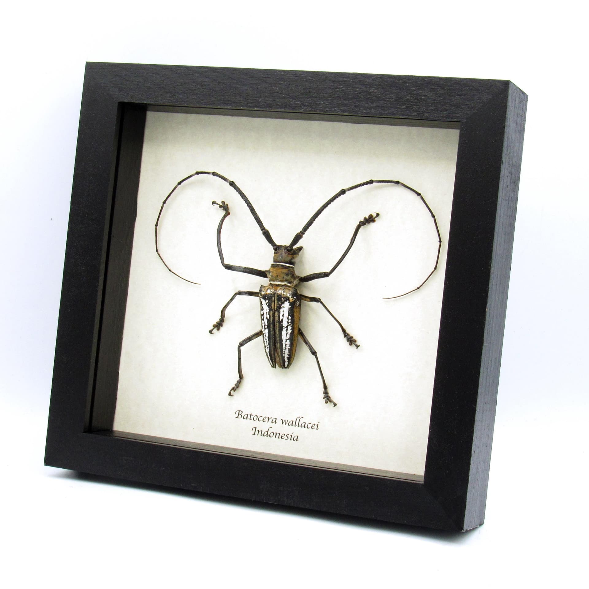 Rare Wallace’s Longhorn beetle framed taxidermy - Batocera wallacei