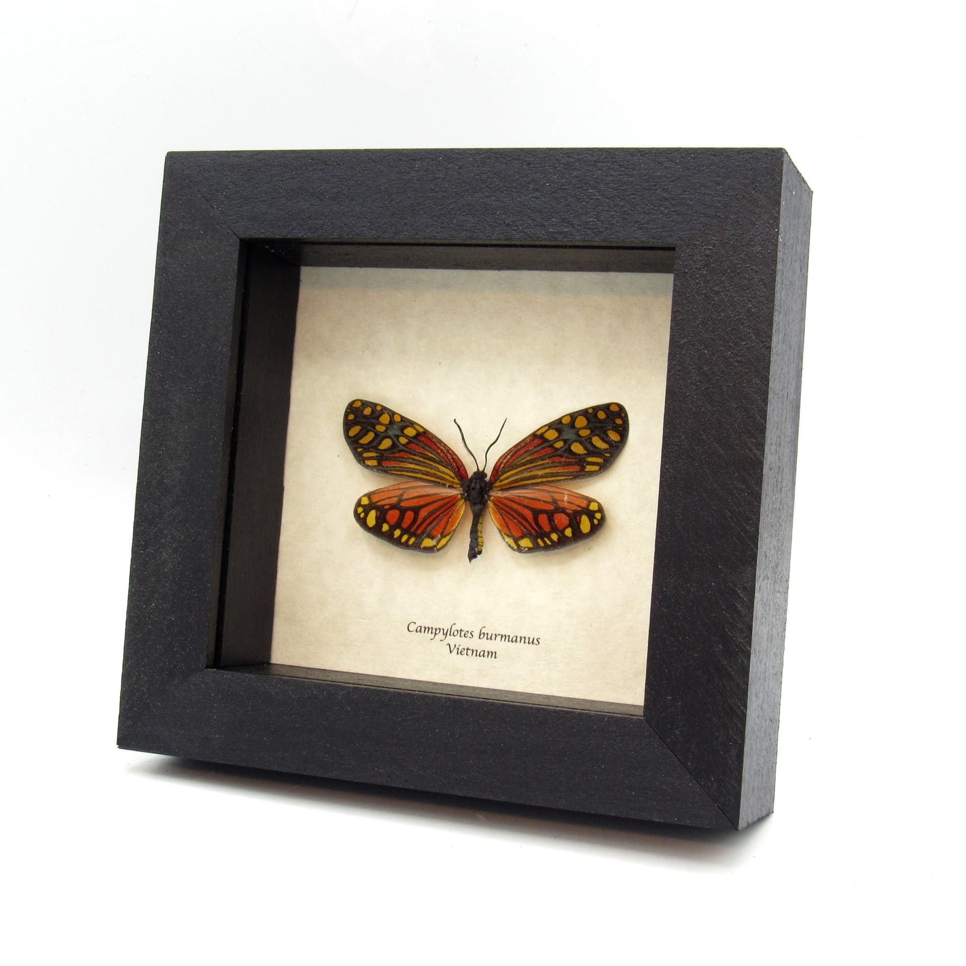 Real red Zygaenid moth framed taxidermy - Campylotes burmanus