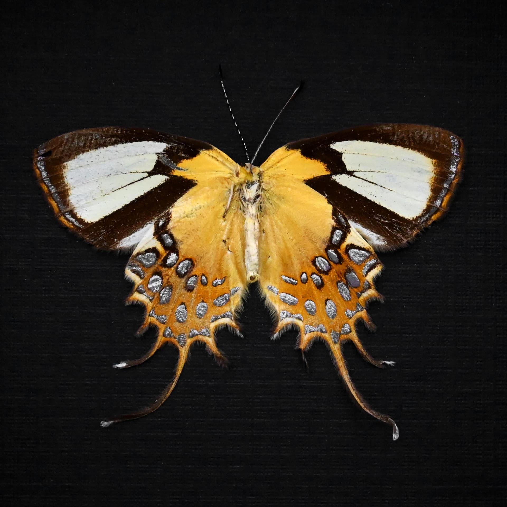 Real metallic gold butterfly framed taxidermy - Helicopis cupido - Victorian mount