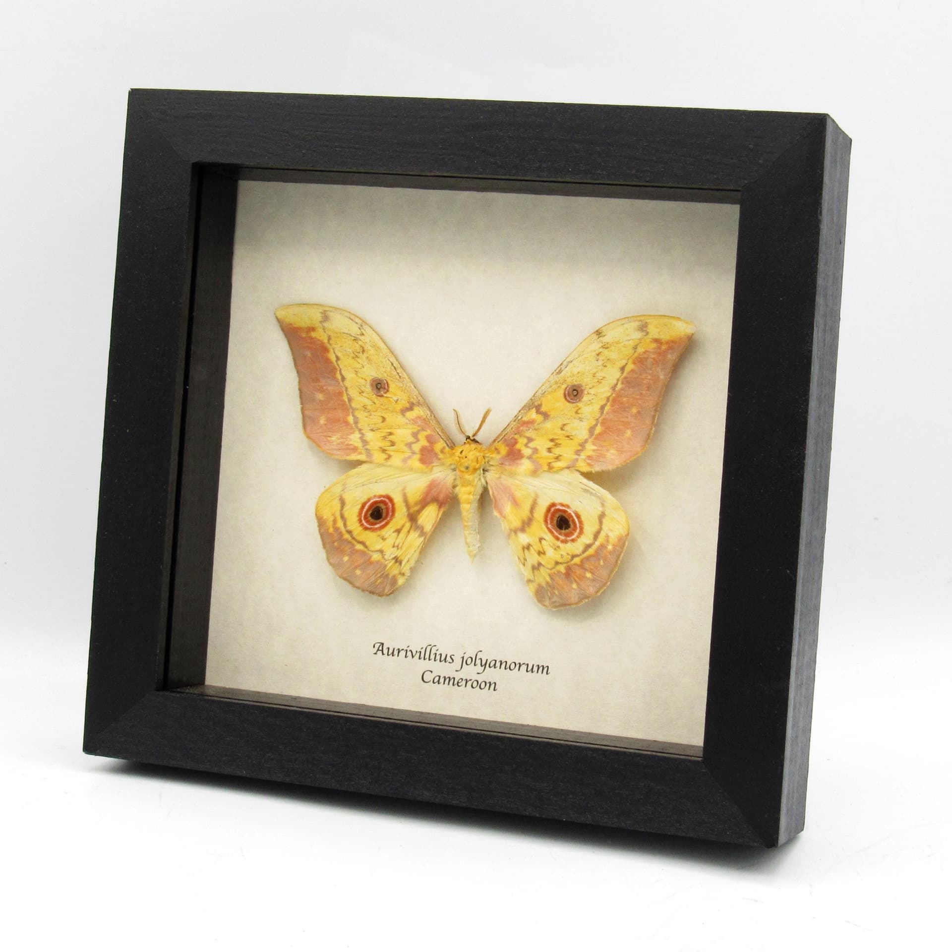 Real African Emperor moth framed taxidermy - Aurivillius jolyanorum