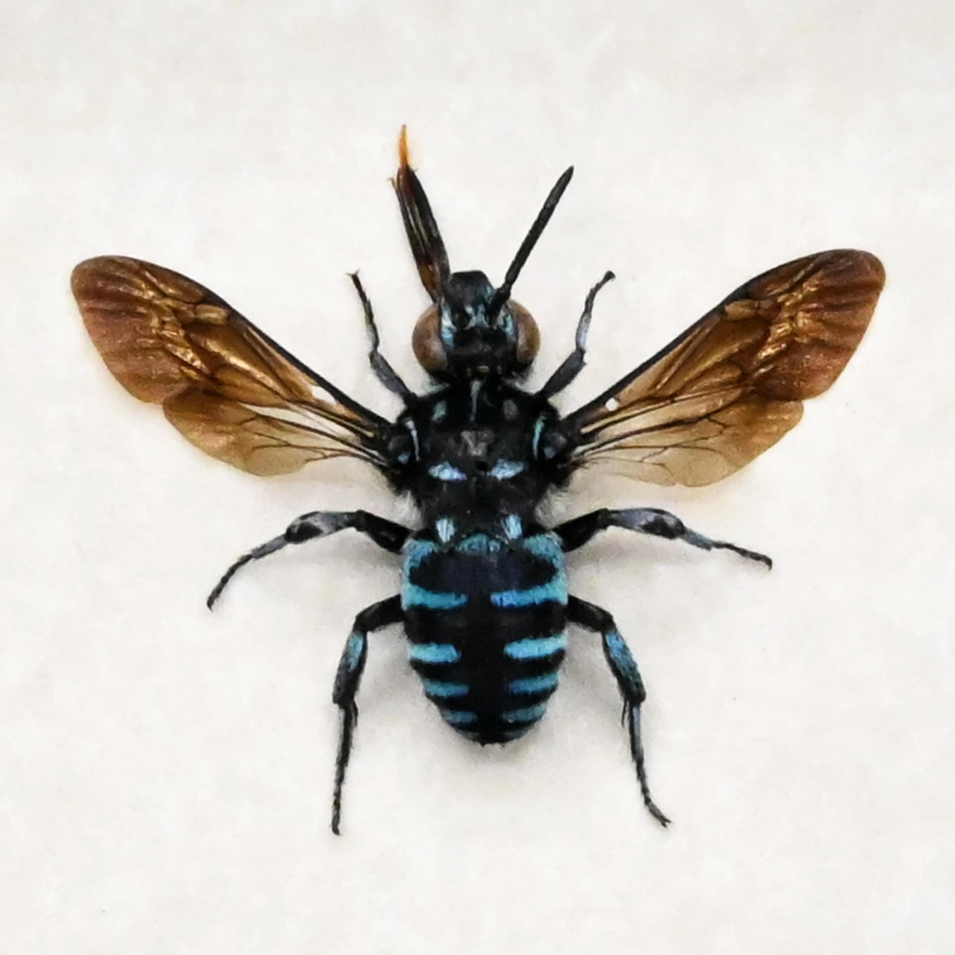Real tiny blue bee framed taxidermy - Apidae species