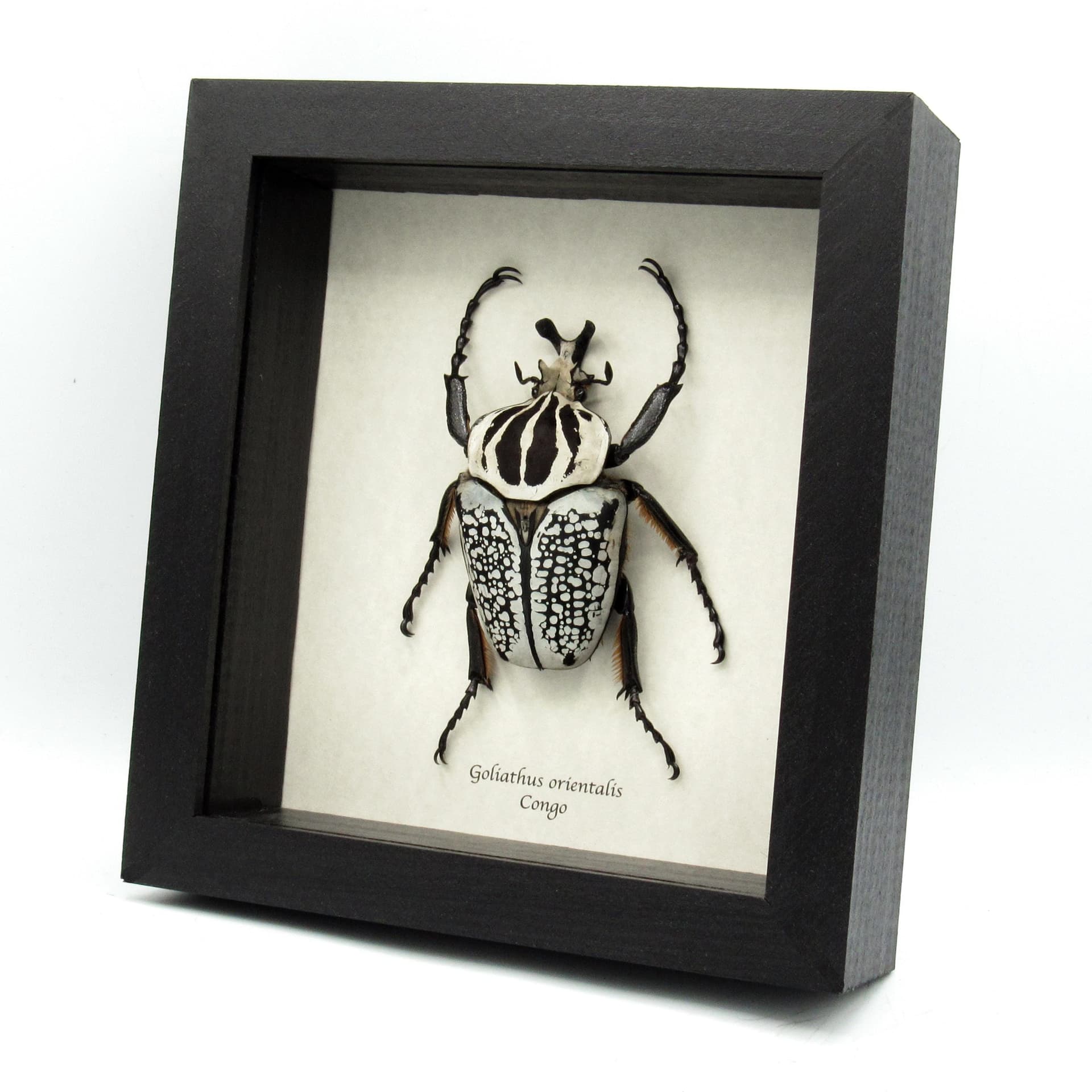 Real XXL Flower Beetle framed taxidermy - Goliathus orientalis