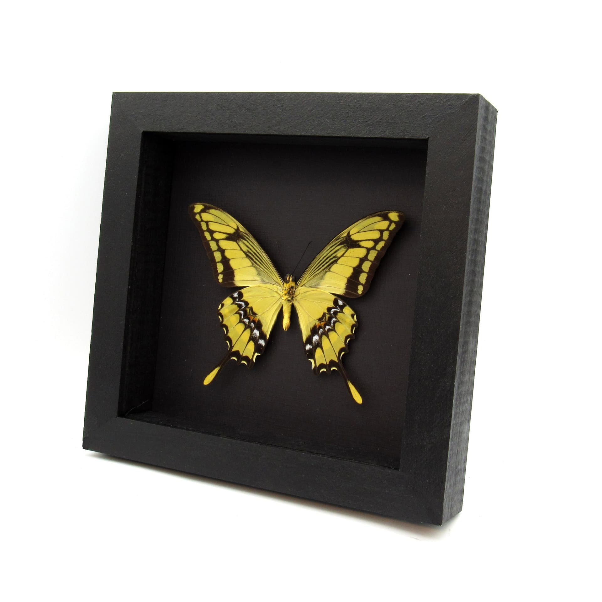 Real Giant swallowtail butterfly framed taxidermy - Papilio thoas