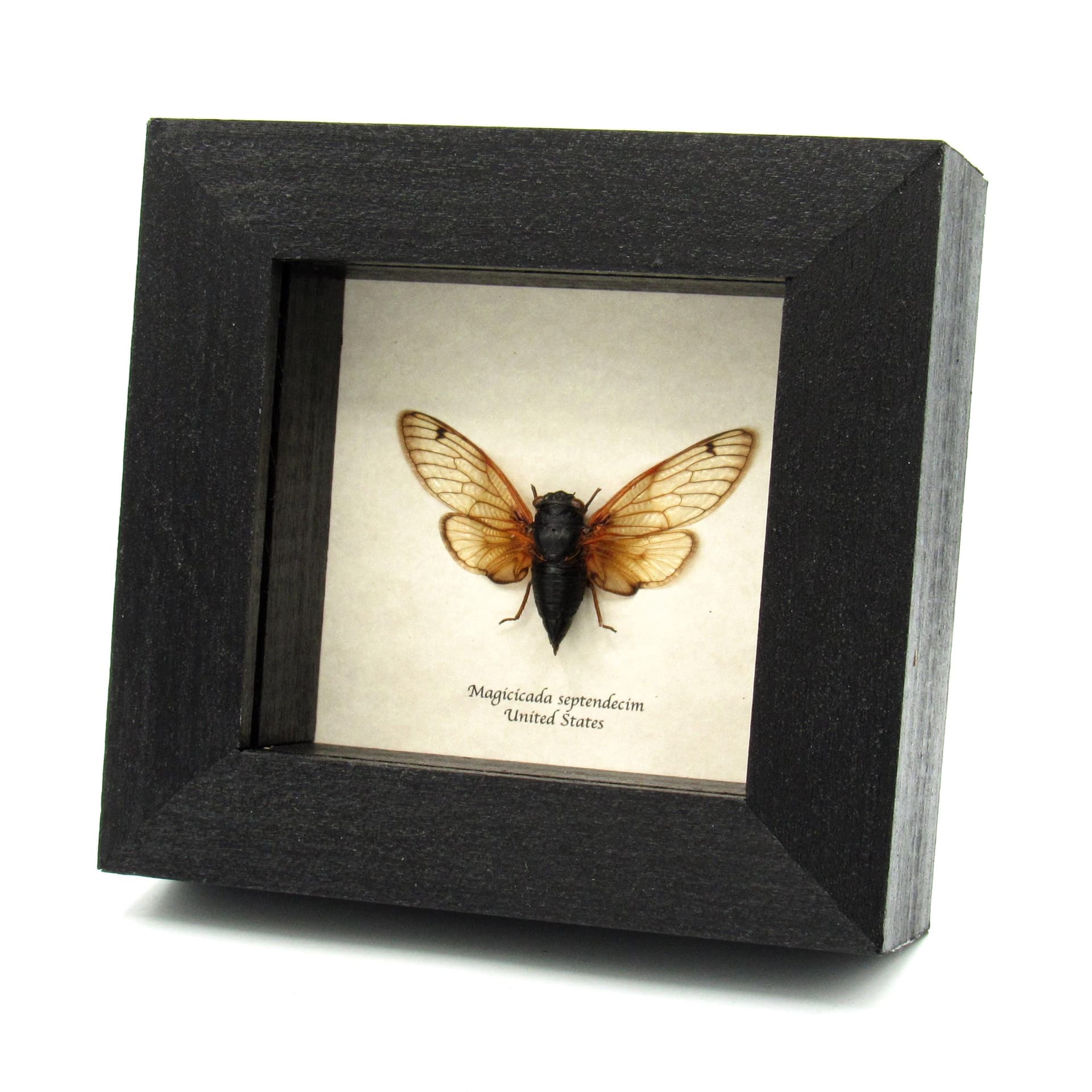 Real 17 Year Pharaoh Periodical Cicada framed taxidermy - Magicicada septendecim - 2024