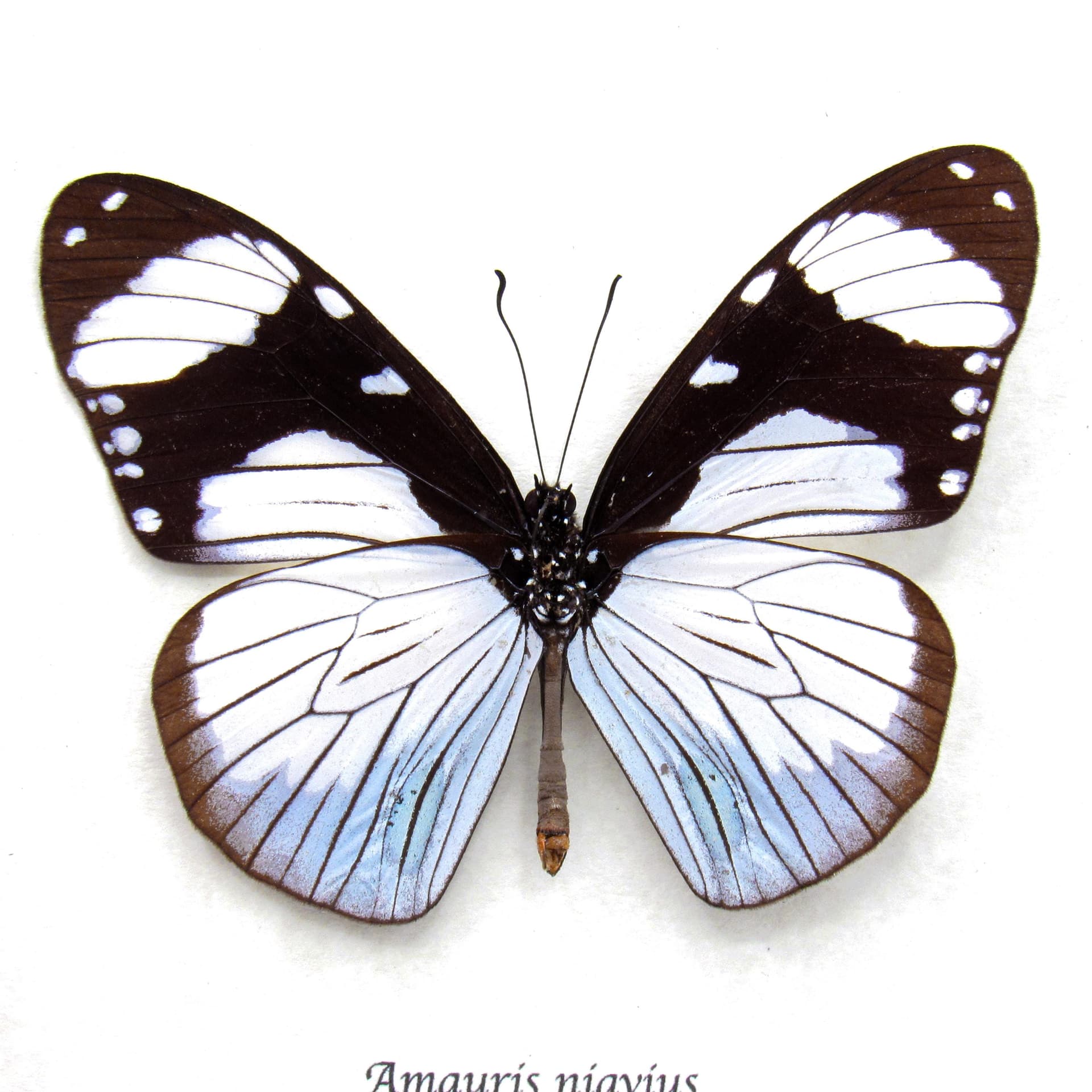 Real African Friar butterfly framed taxidermy - Amauris niavius