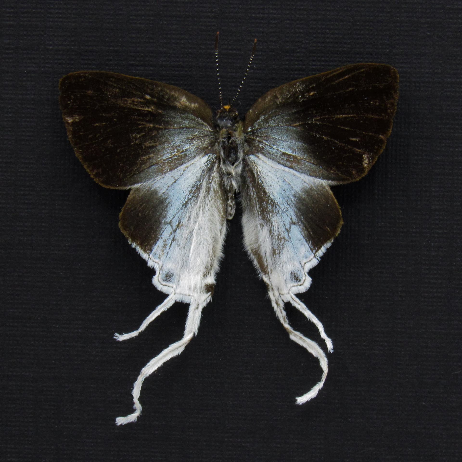 Real Fluffy Tit butterfly framed taxidermy - Zeltus amasa pompaedius