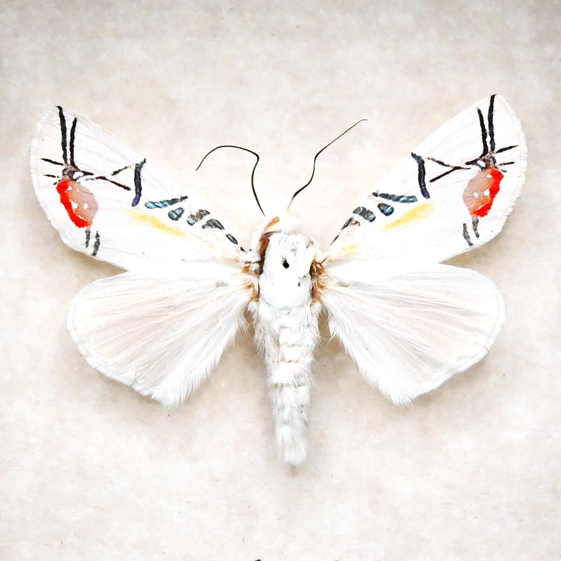 Rare metallic Picasso moth framed taxidermy - Baorisa hieroglyphica