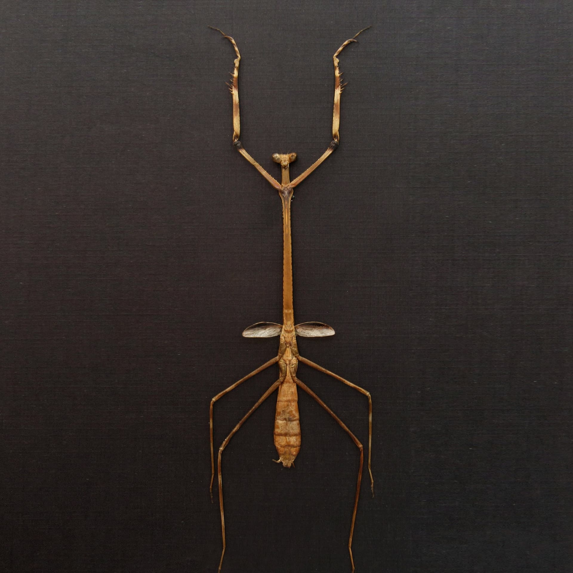 Rare Giraffe mantis framed taxidermy - Euchomenella heteroptera