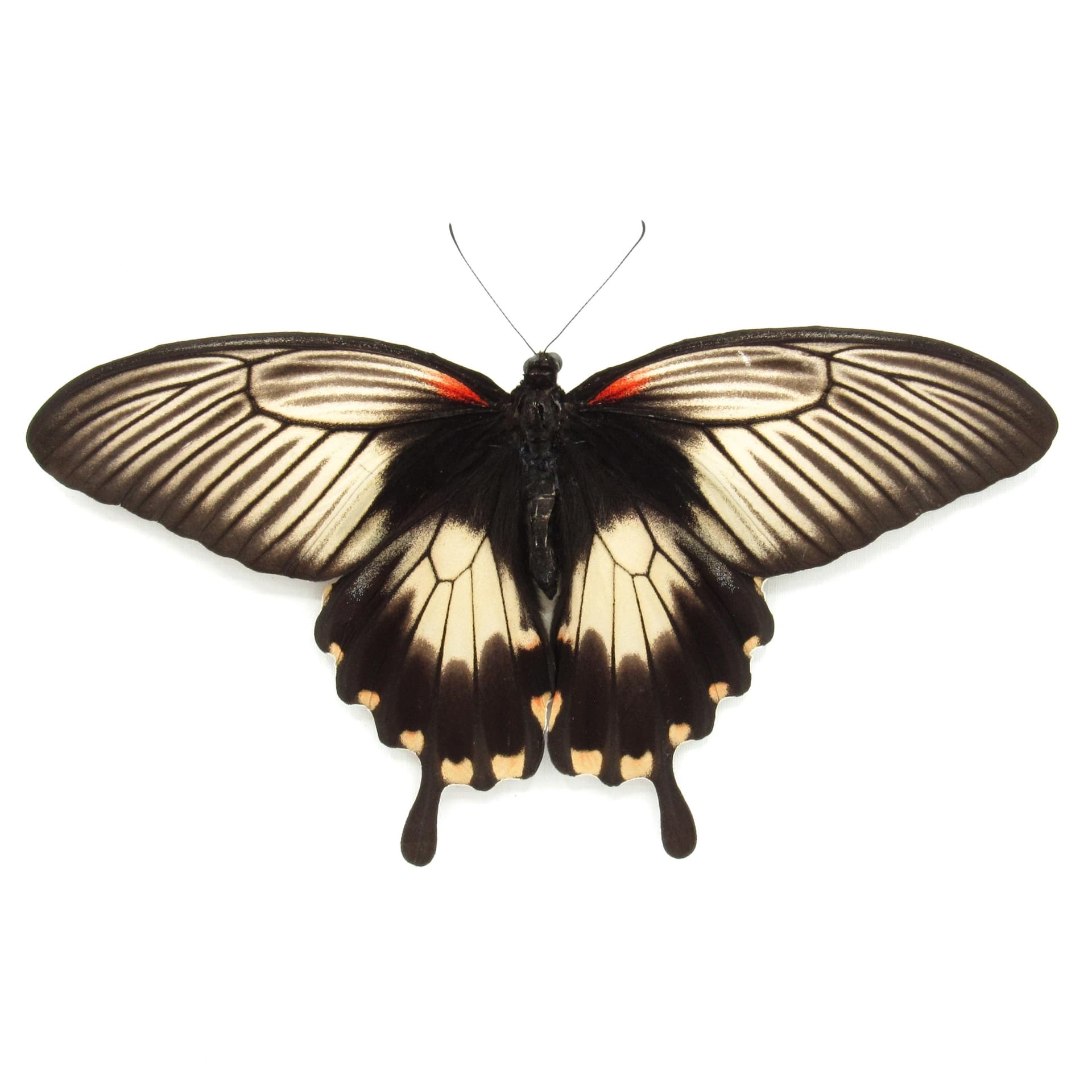 Rare XXL Swallowtail butterfly framed taxidermy - Papilio deiphobus - female - Victorian mount