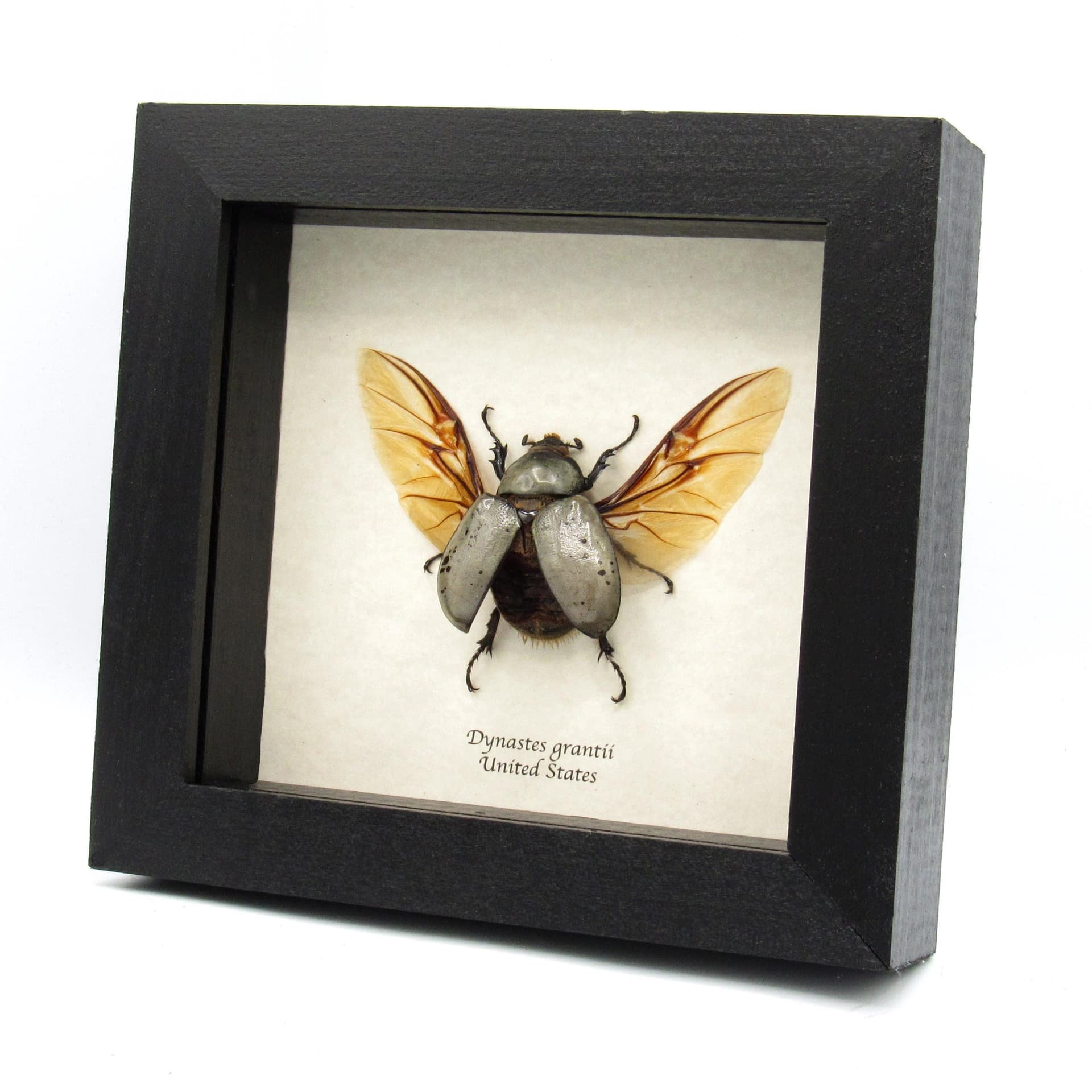 Real Western Hercules beetle framed taxidermy - Dynastes grantii - large female