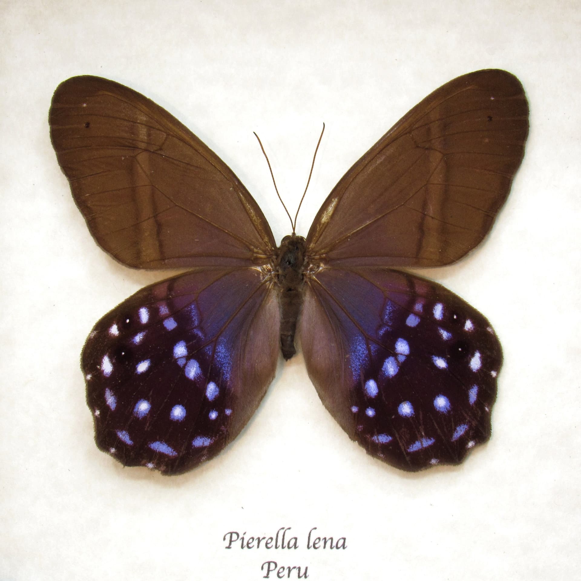 Real purple butterfly framed taxidermy - Pierella lena - large female