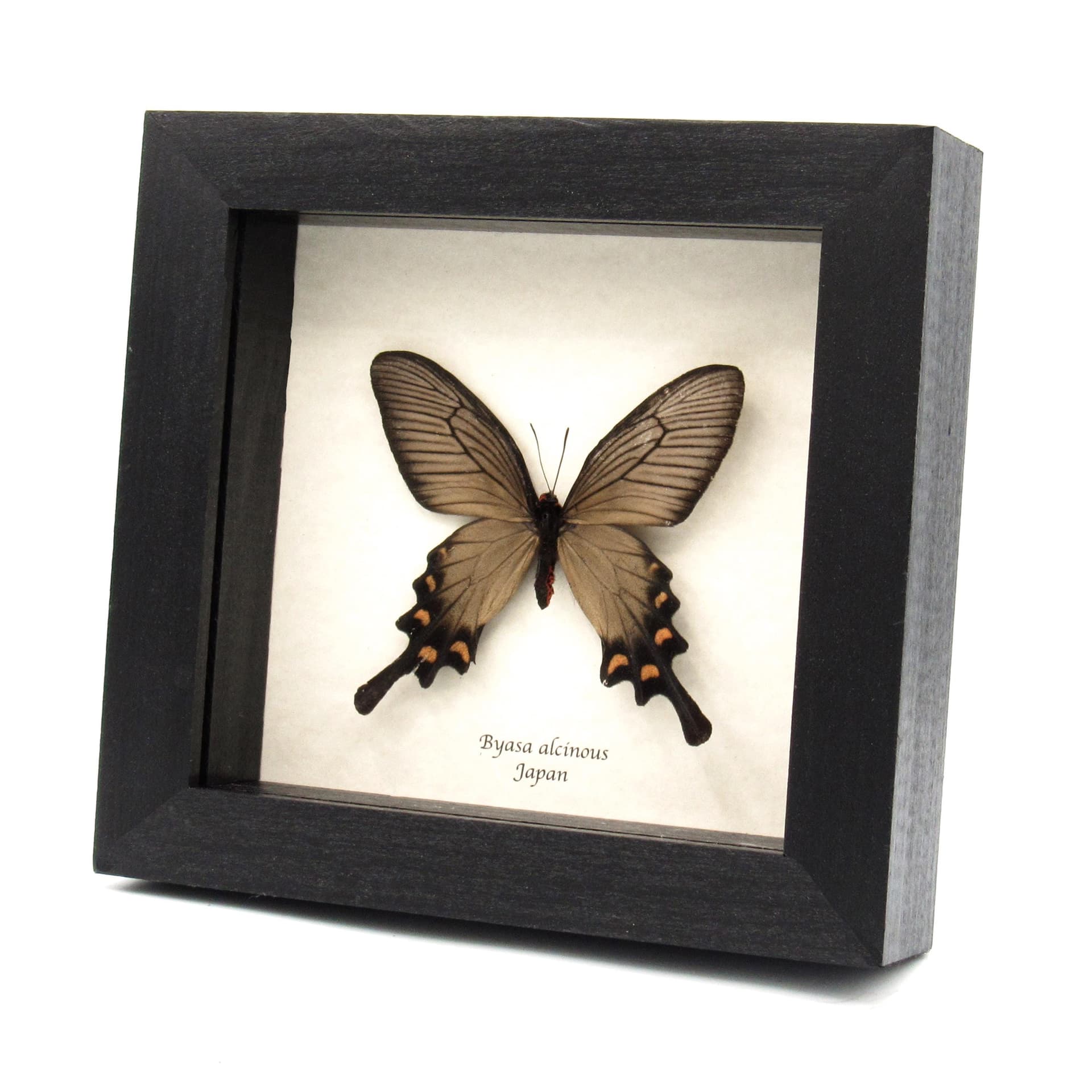 Real framed Swallowtail butterfly specimen - Byasa alcinous - female